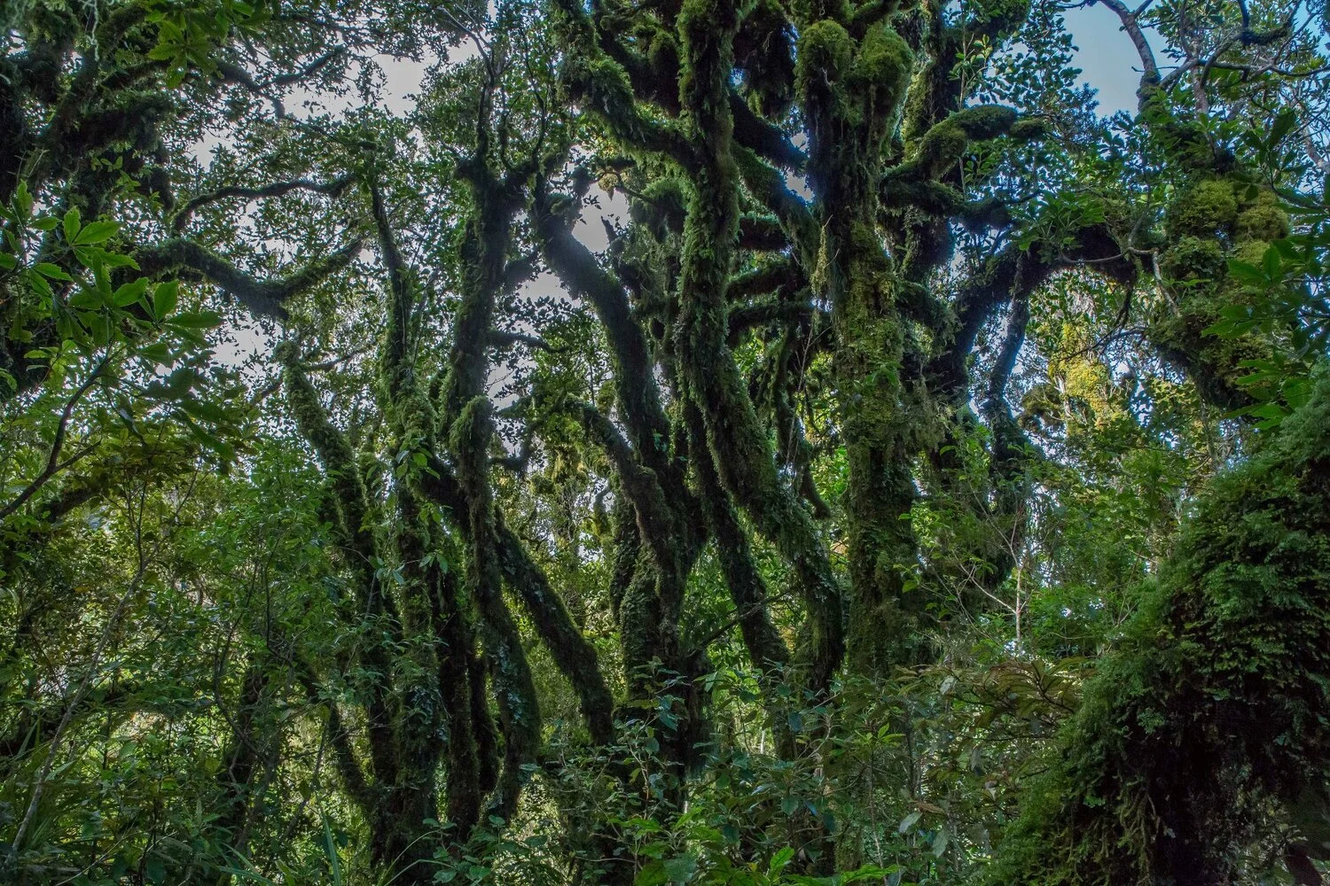 Mt Taranaki,Dawson Falls Tracks,-6443.JPG