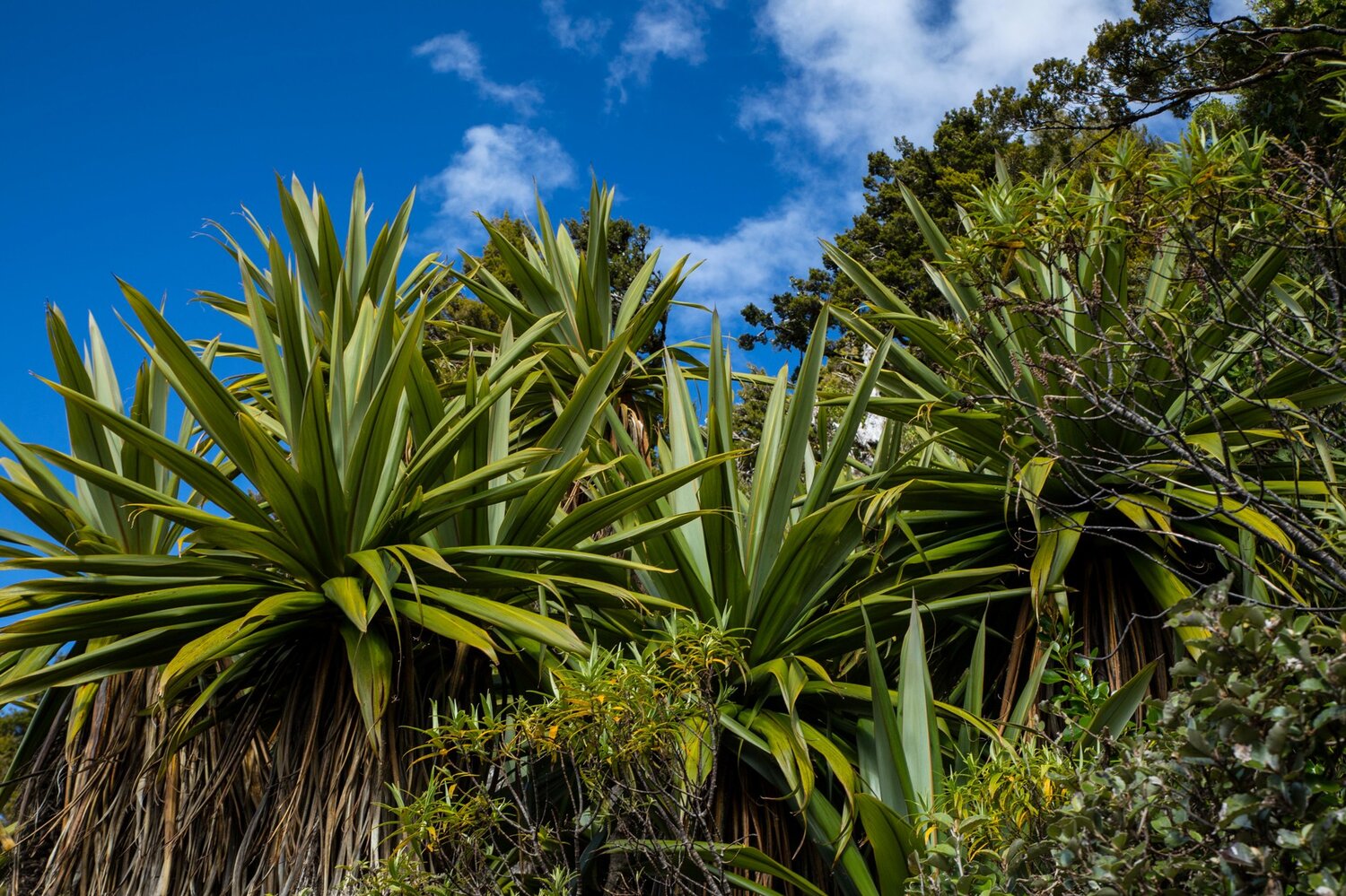 Mt Taranaki,Dawson Falls Tracks,Mountain Cordyline,-6387.JPG