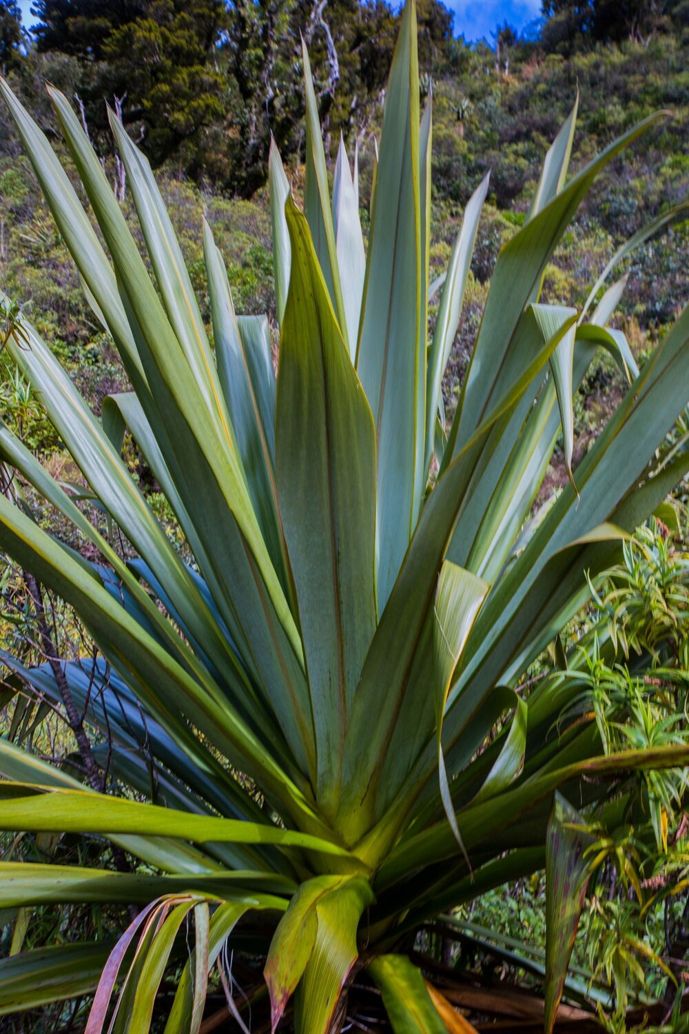 Mt Taranaki,Dawson Falls Tracks,Mountain Cordyline,-6388.JPG