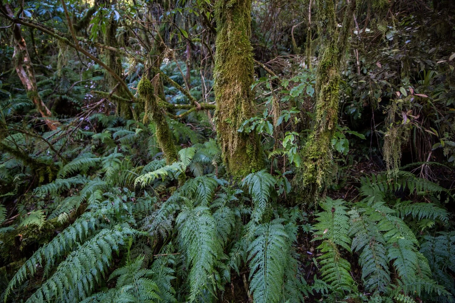 Mt Taranaki,Dawson Falls,-6368.JPG