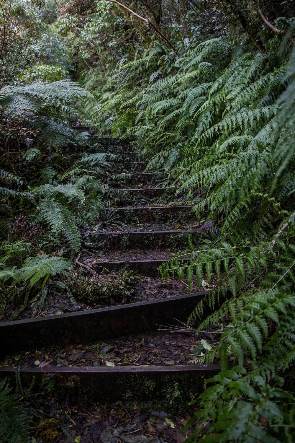 Mt Taranaki,Dawson Falls,-6375.JPG
