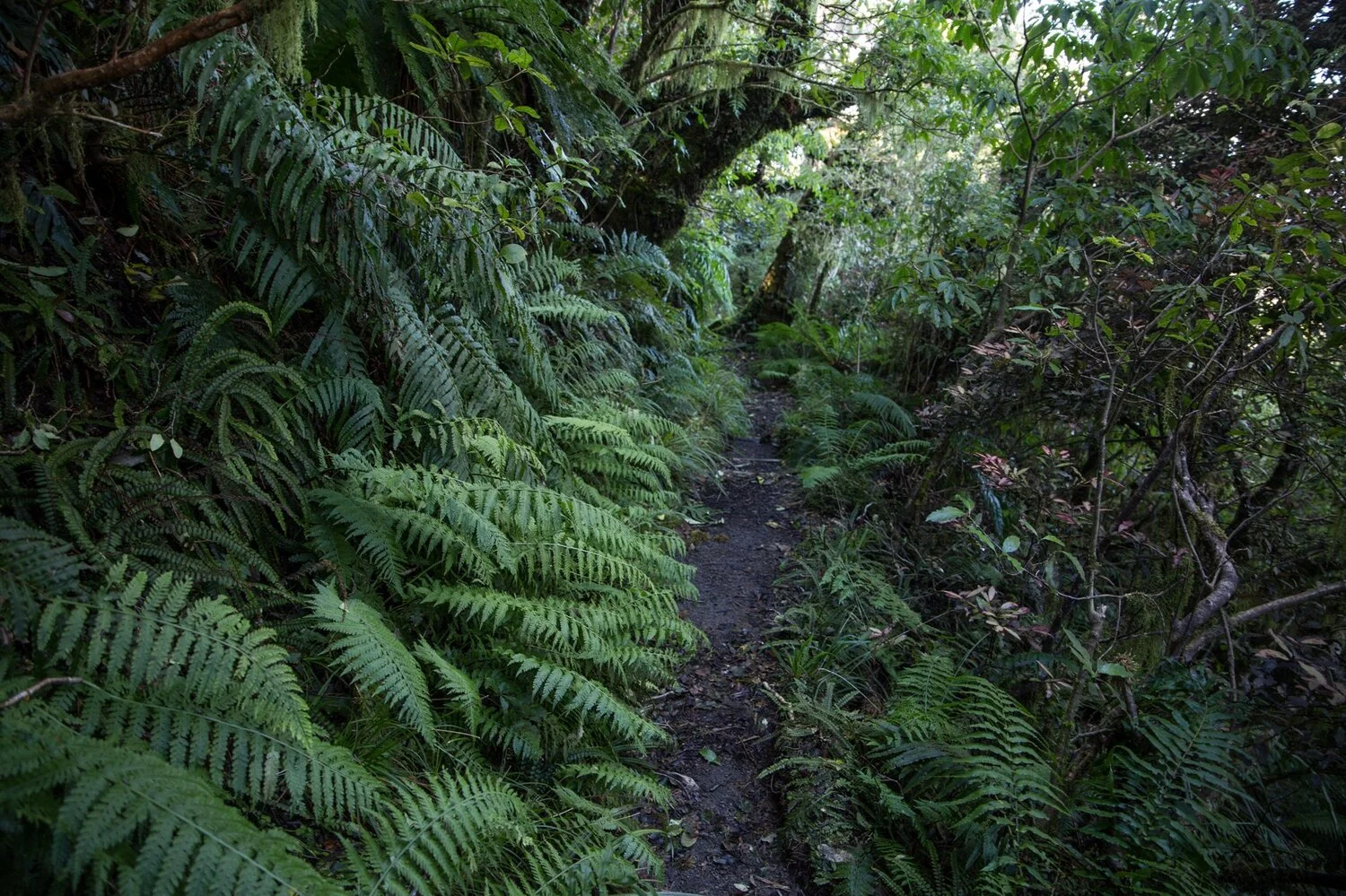 Mt Taranaki,Dawson Falls,-6376.JPG