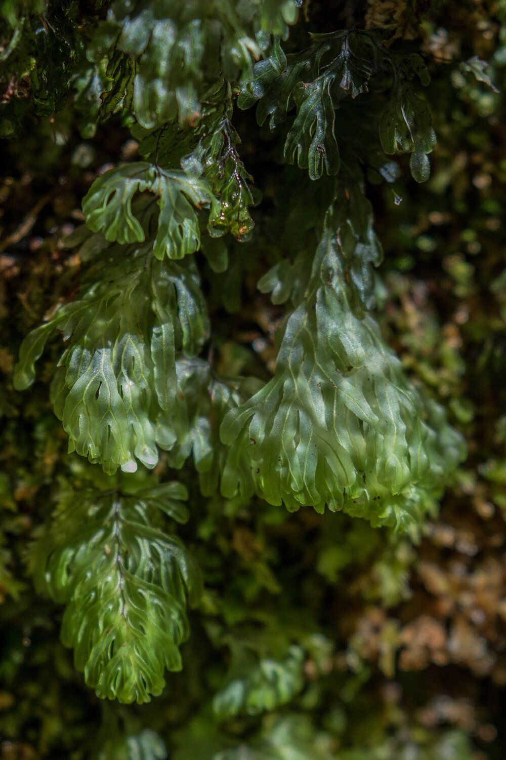 Mt Taranaki,Dawson Falls,Filmy Fern,-5164.JPG