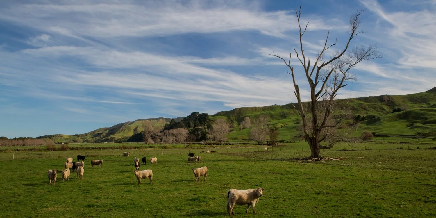 Waikawau Valley,Waikato,-5715.JPG