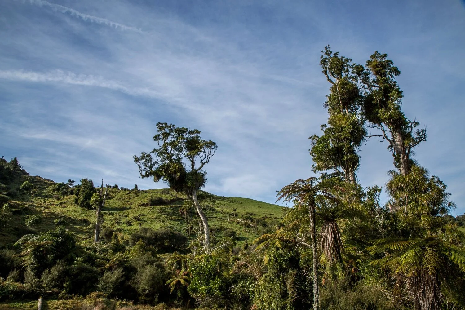 Waikawau Valley,Waikato,-5721.JPG