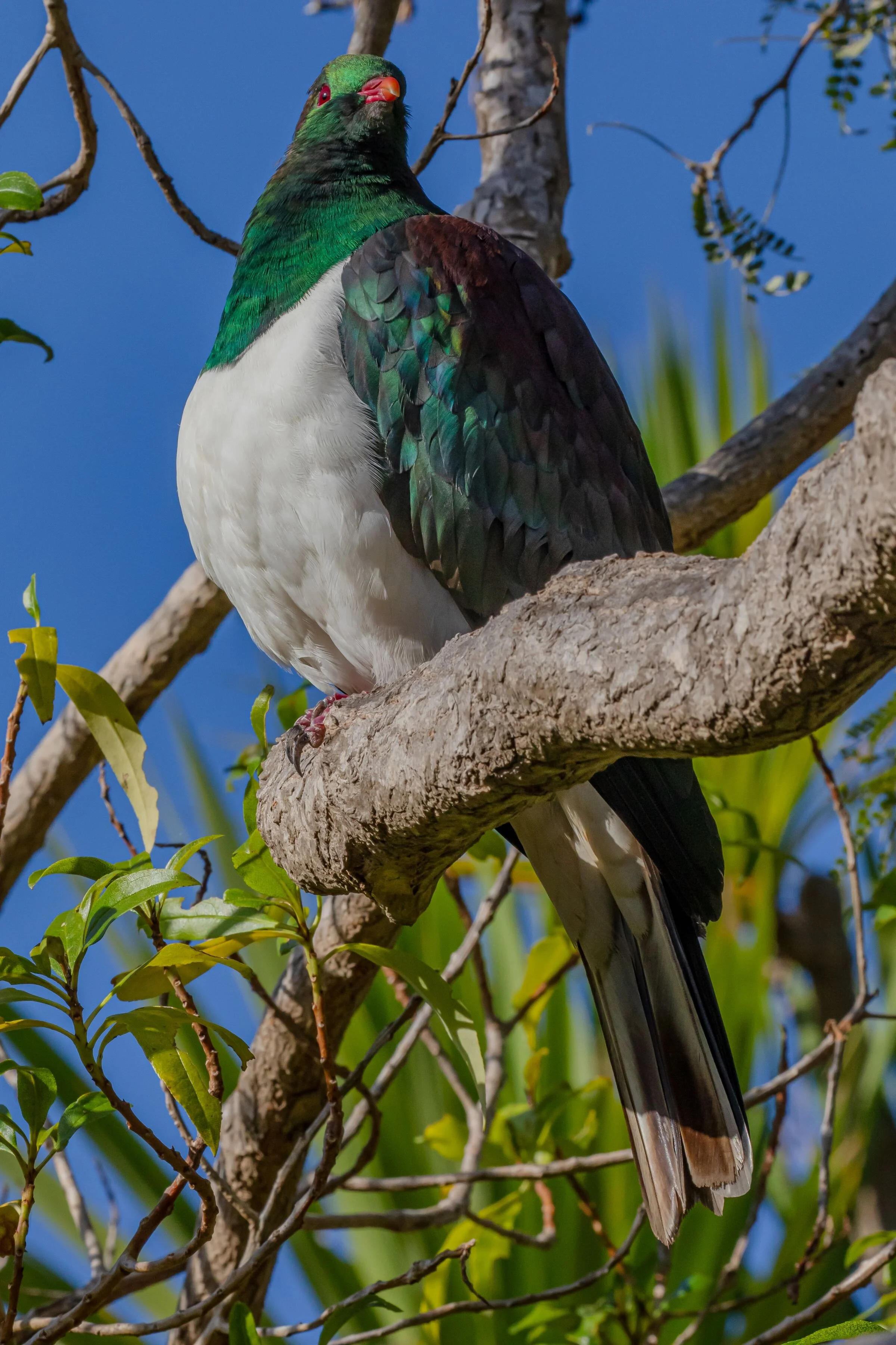 Kereru,-8206.jpg