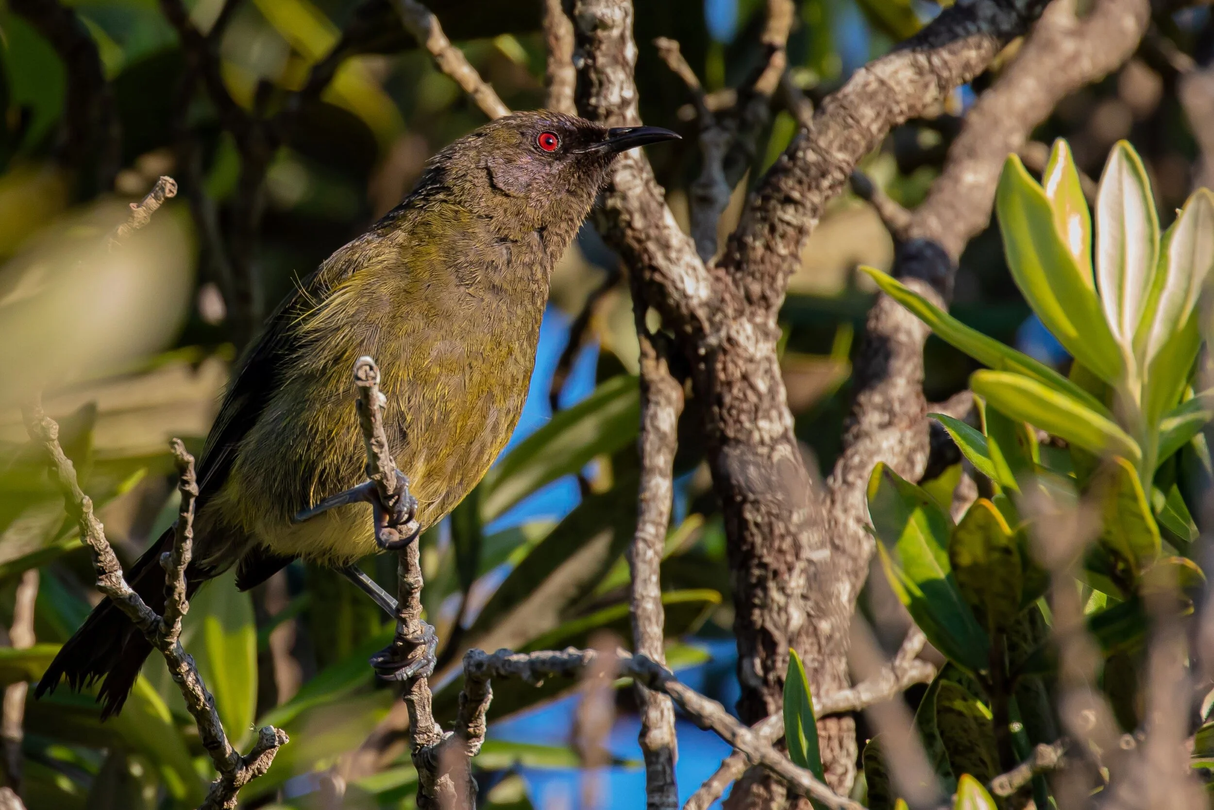 Bellbird,Makomako,-4718.jpg