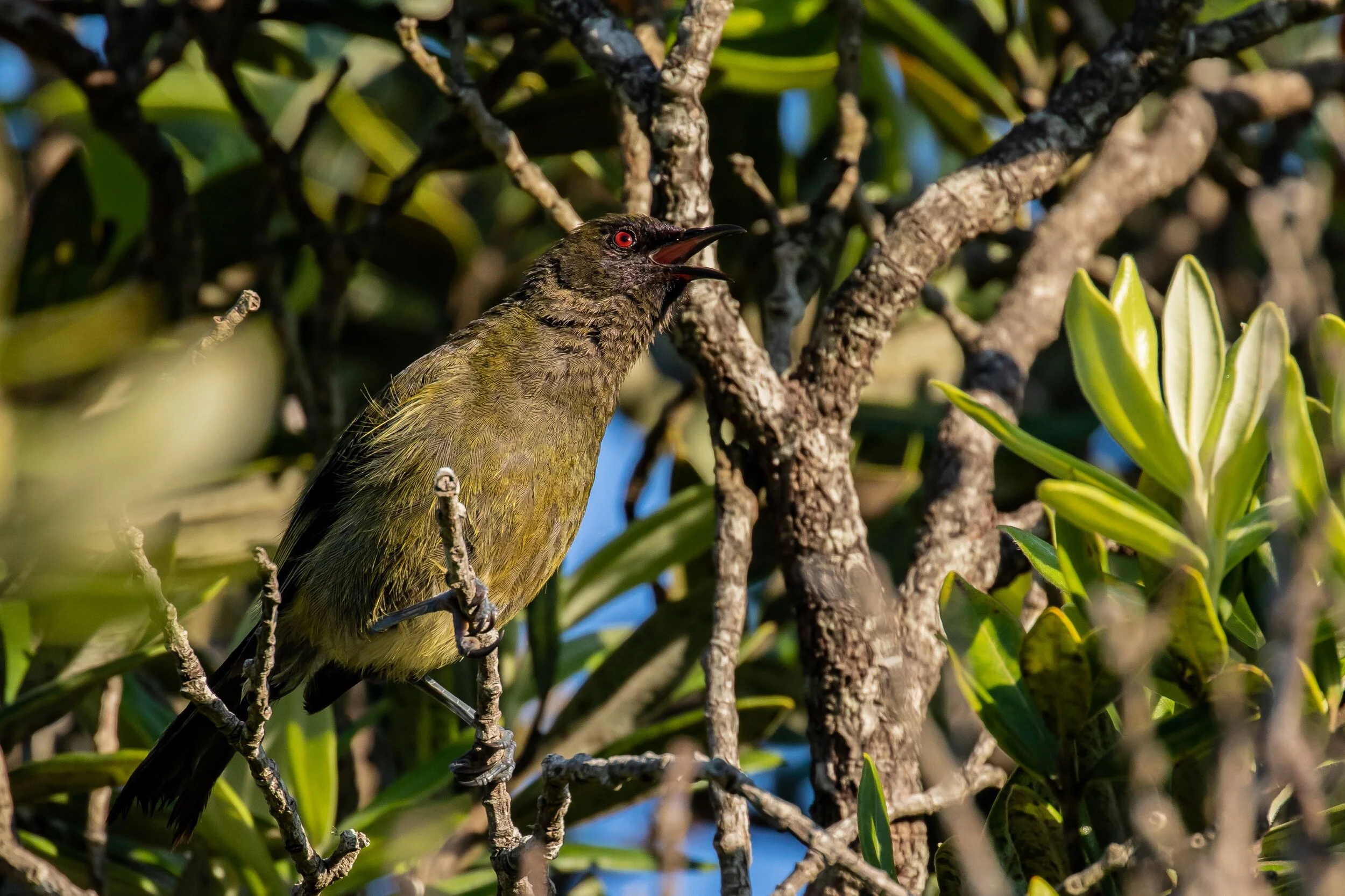 Bellbird,Makomako,-4719.jpg