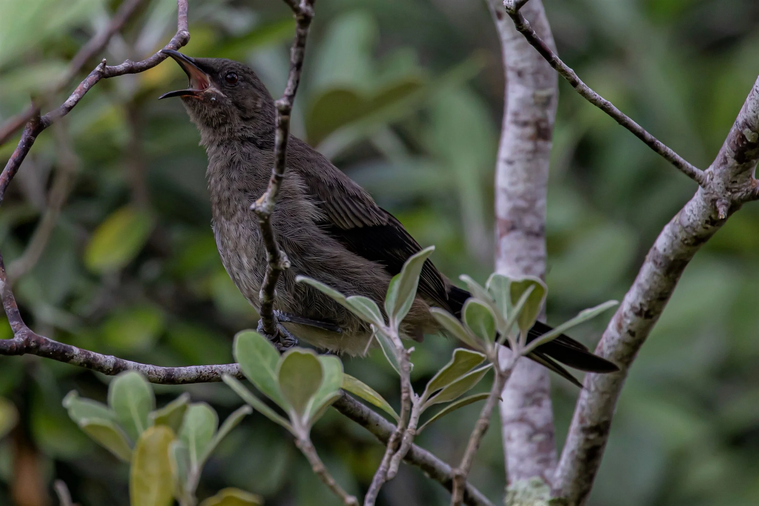 Bellbird,Makomako,Immature,-9281 (2).jpg