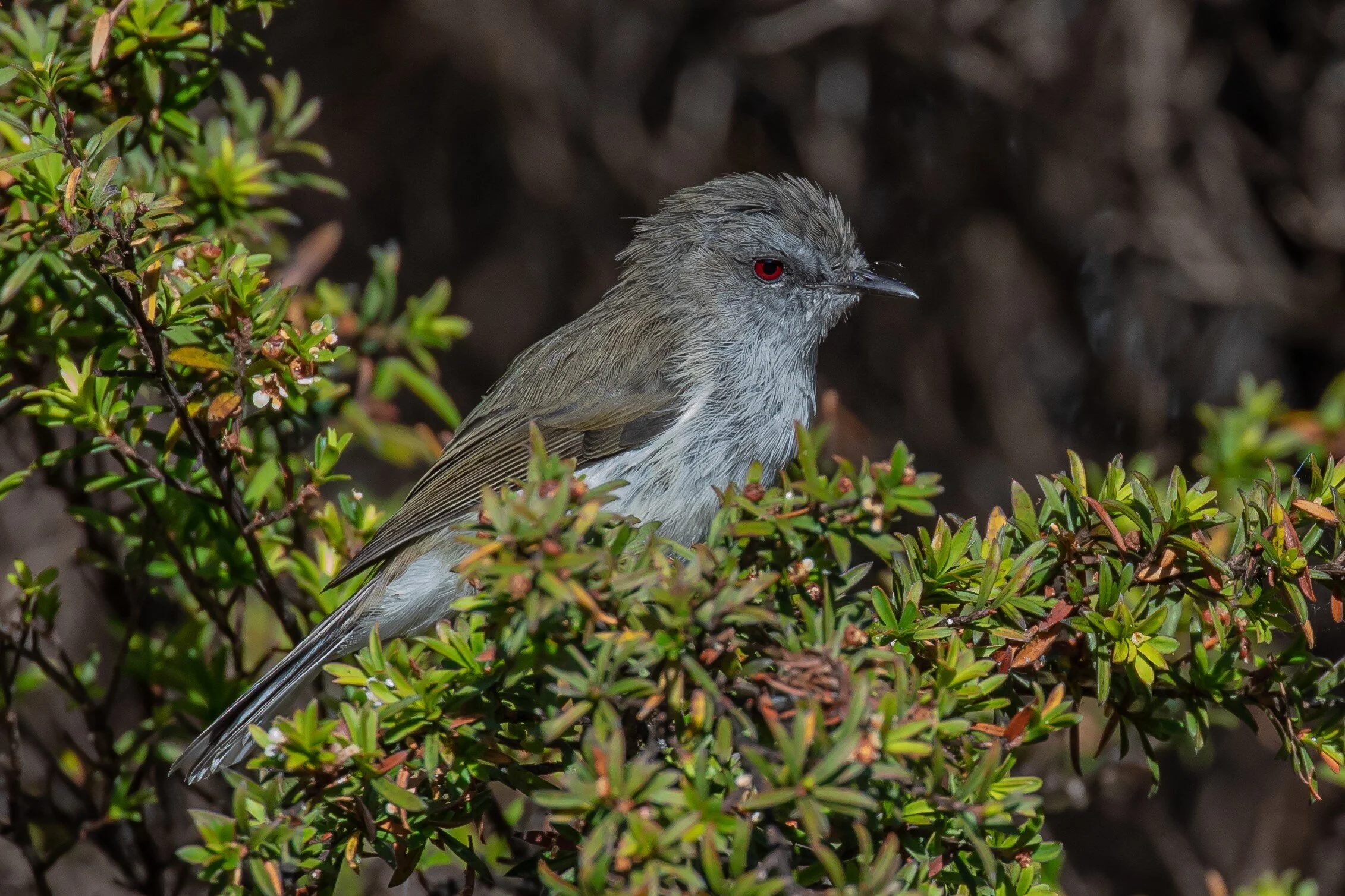 Grey Warbler,Riroriro,-9670 (2).jpg