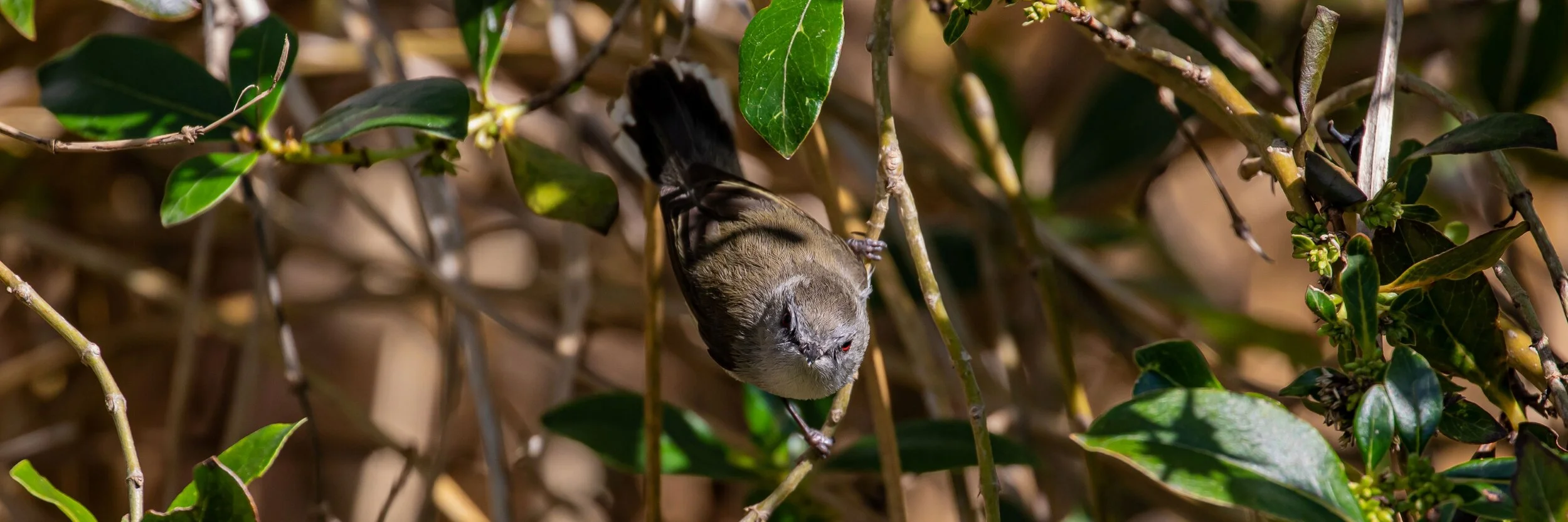 Riroriro,Gray Warbler,-9978.jpg
