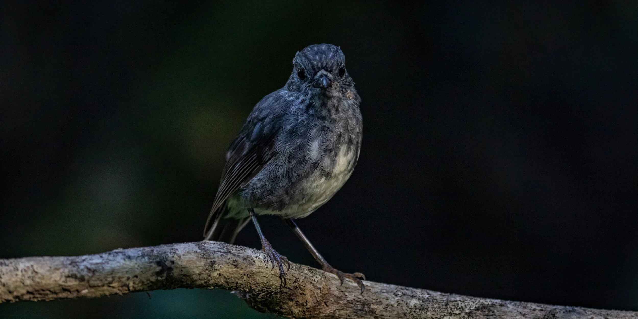 NI Robin,Toutouwai,-0504 (2).jpg