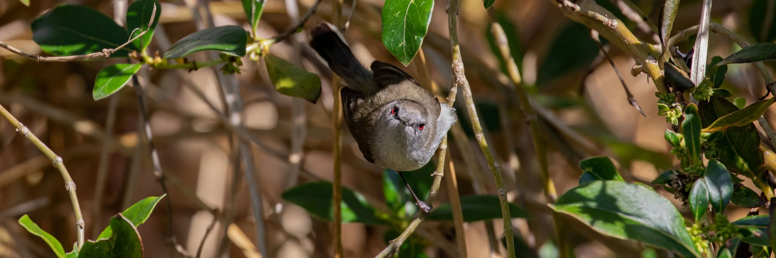 Riroriro,Gray Warbler,-9981.jpg