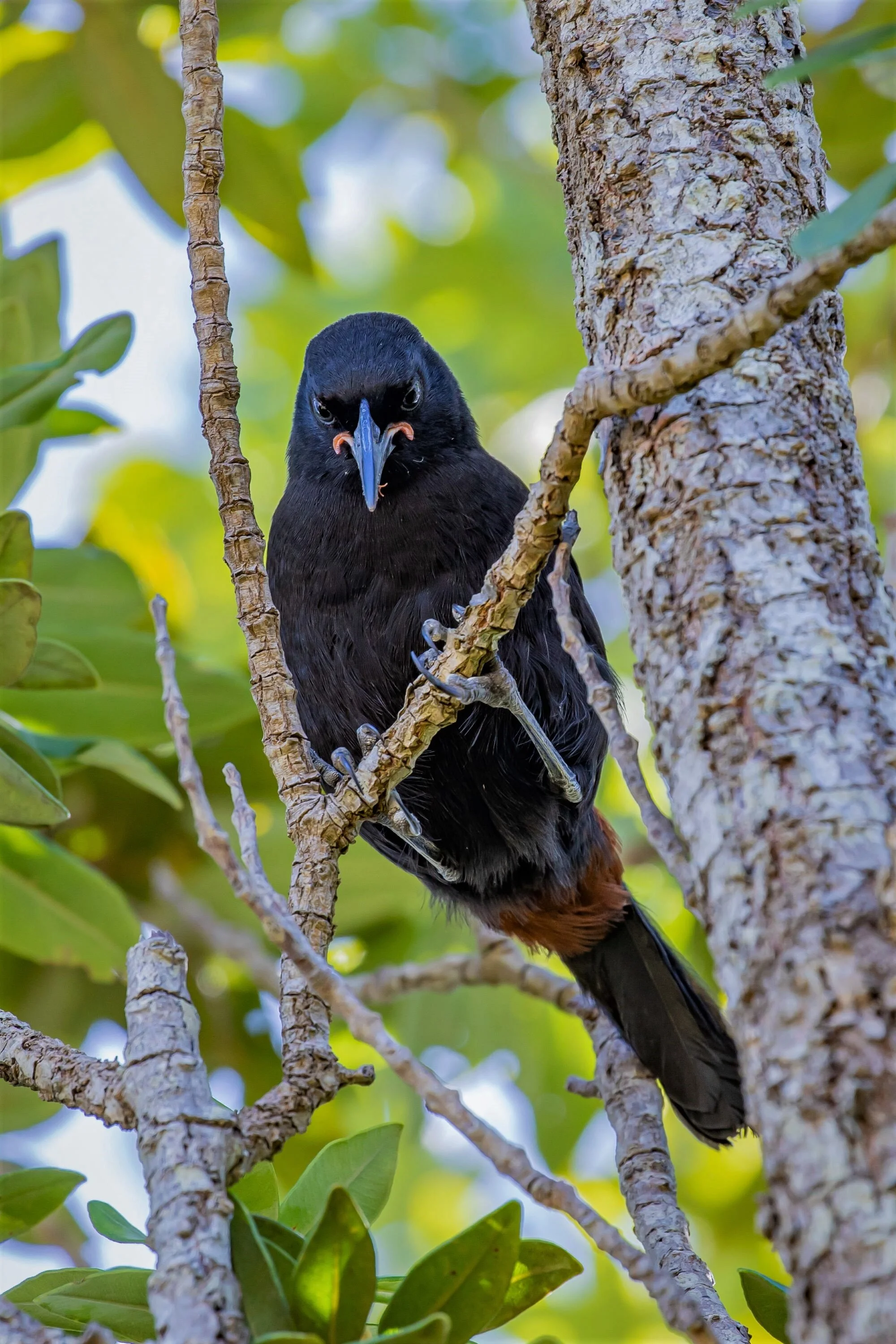 Saddleback,Tieke,-1081 (2).jpg