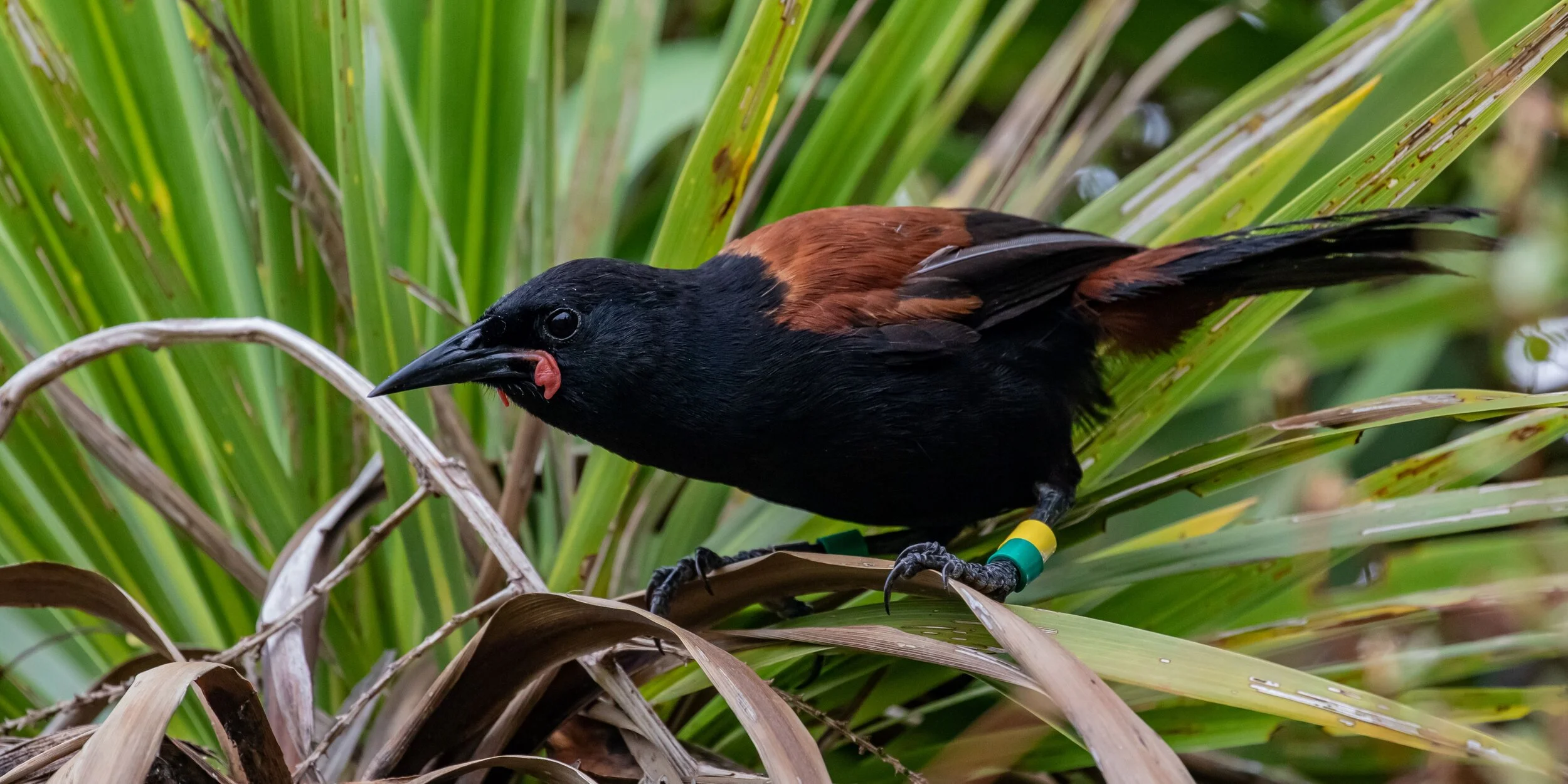 Saddleback,Tieke,-7444.jpg