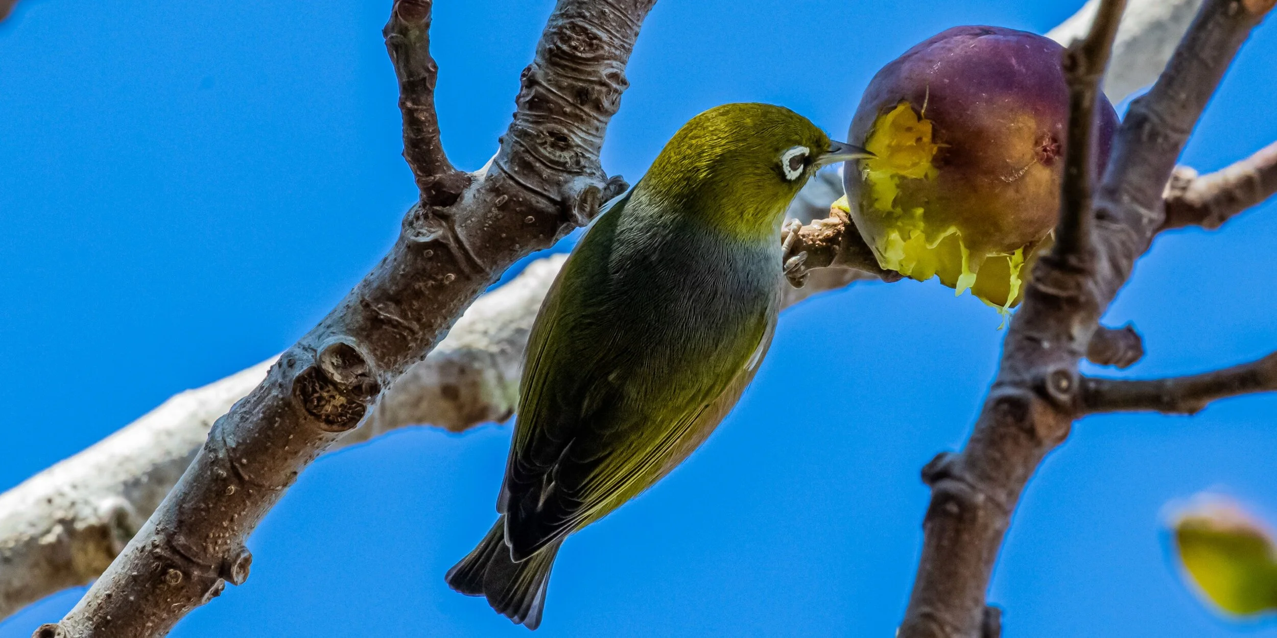 Silvereye,Tauhou,-5925.jpg
