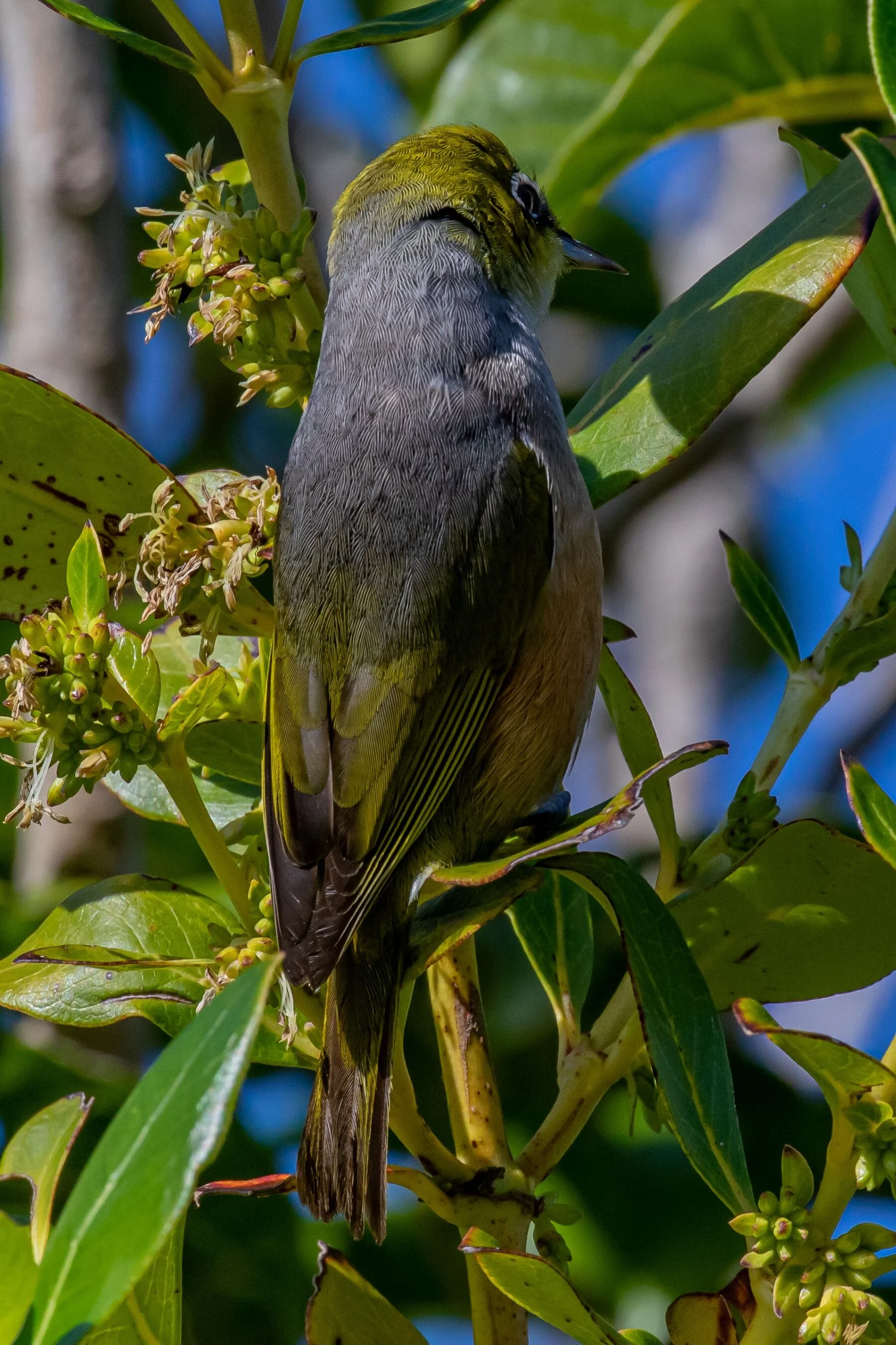 Tauhou,Silvereye,-8290.jpg