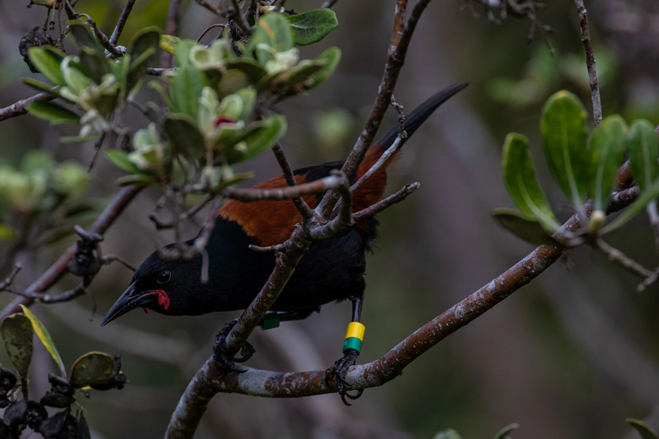 Tieke,Saddleback,-9544.jpg
