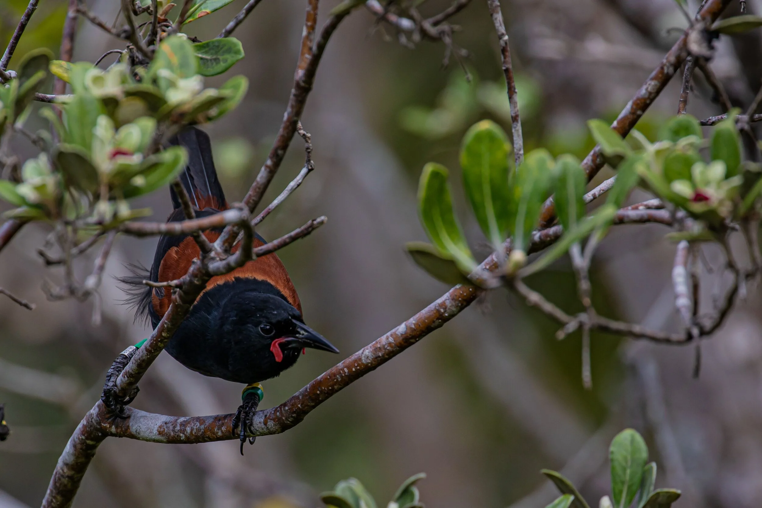 Tieke,Saddleback,-9558.jpg