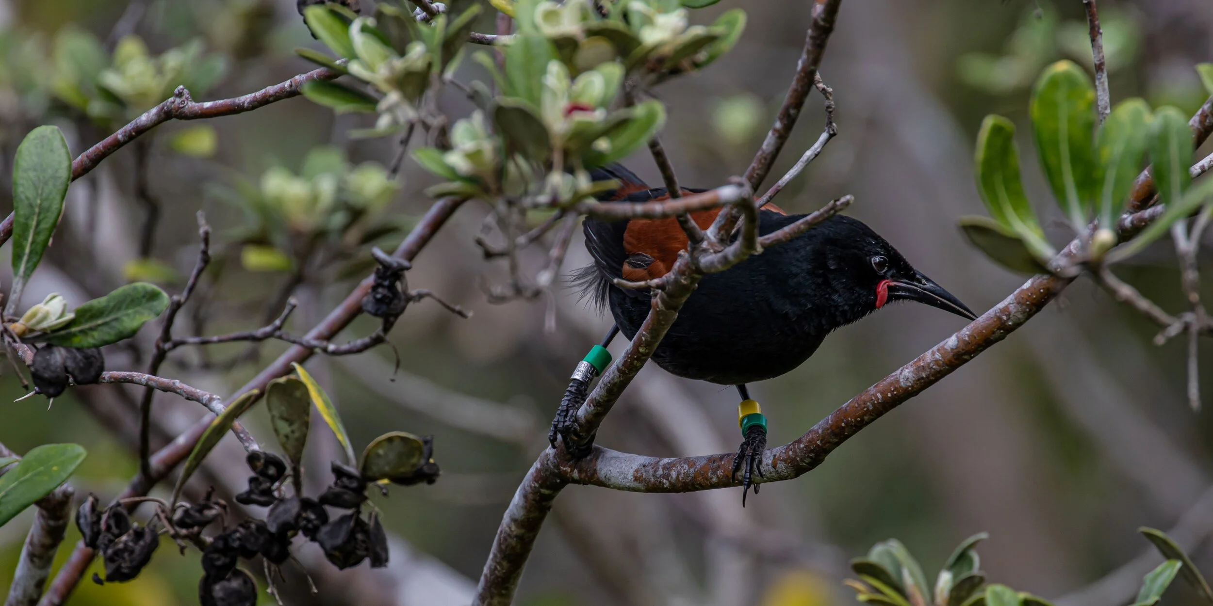 Tieke,Saddleback,-9568.jpg