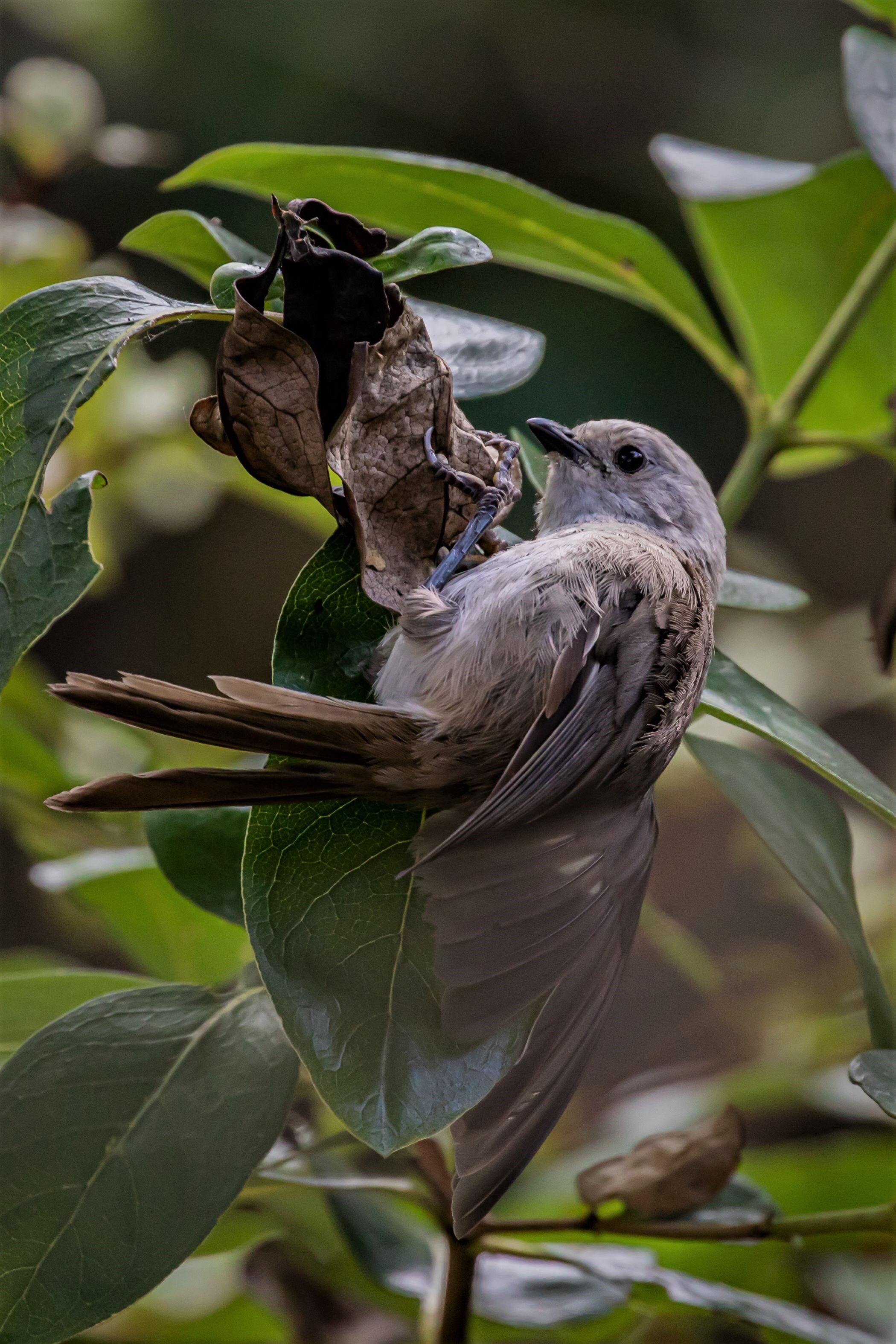 Whitehead,Popokatea,-9043 (2).jpg