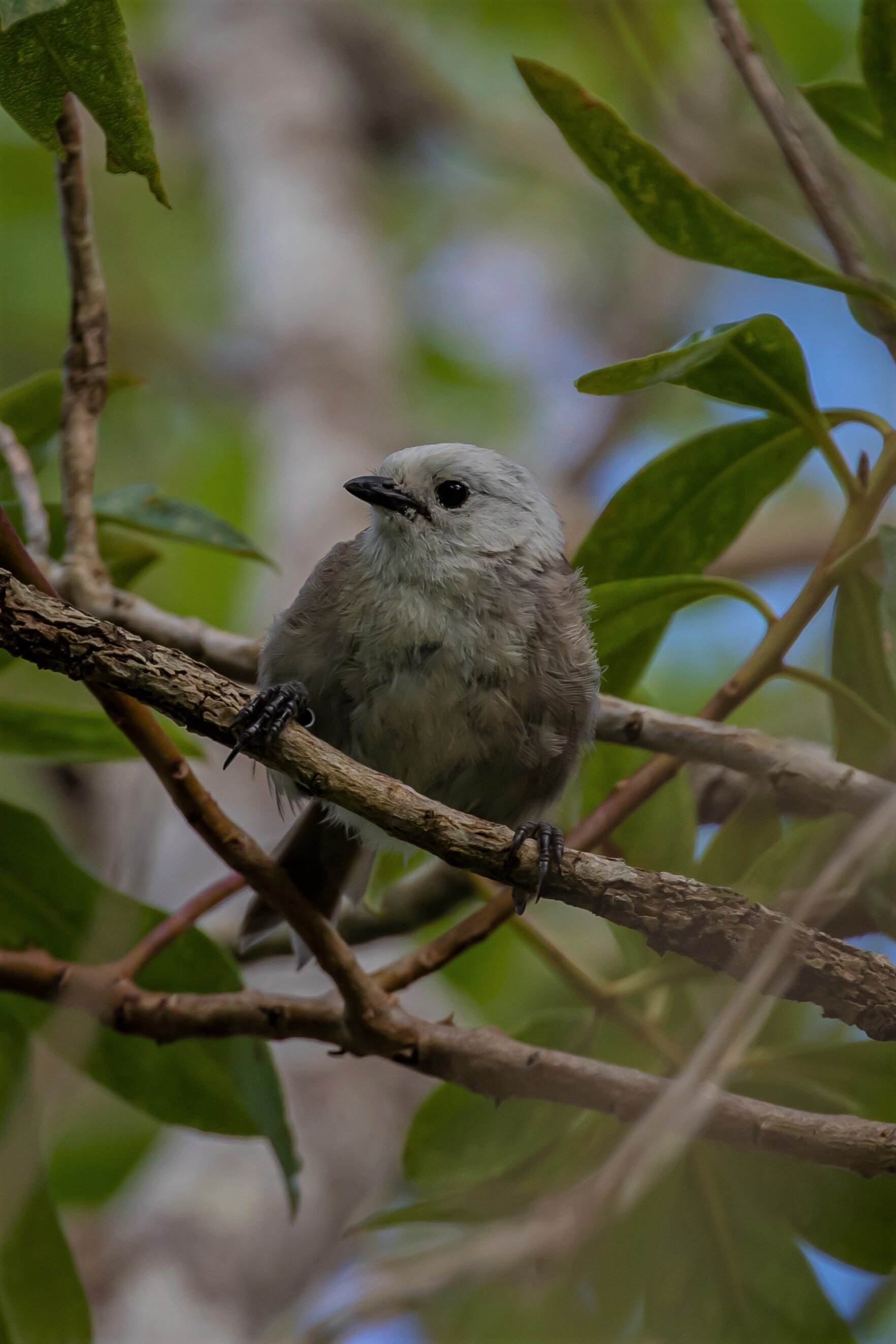 Whitehead,Popokatea,-9810 (3).jpg