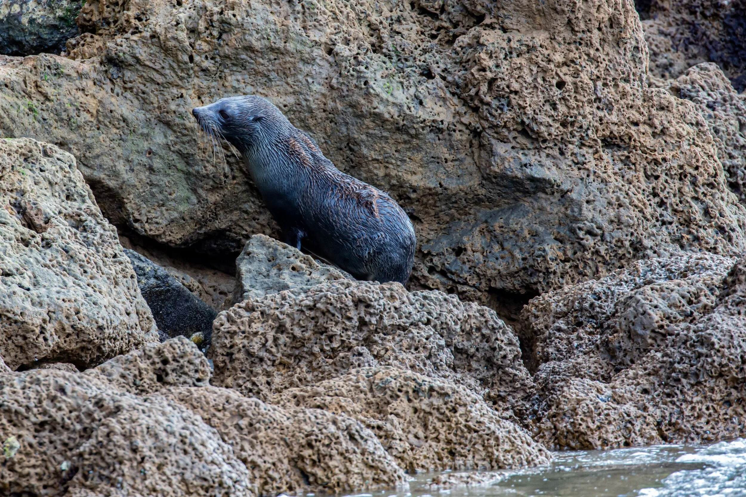 Poutu,NZ Fur Seal,-7737.jpg
