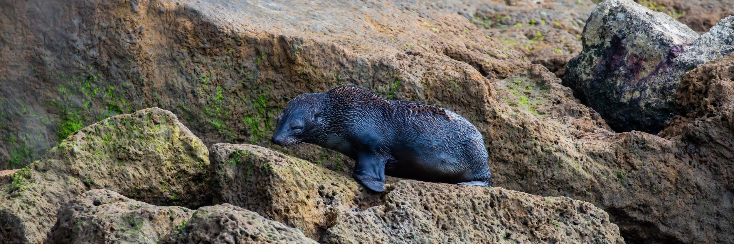 Poutu,NZ Fur Seal,-7742.jpg