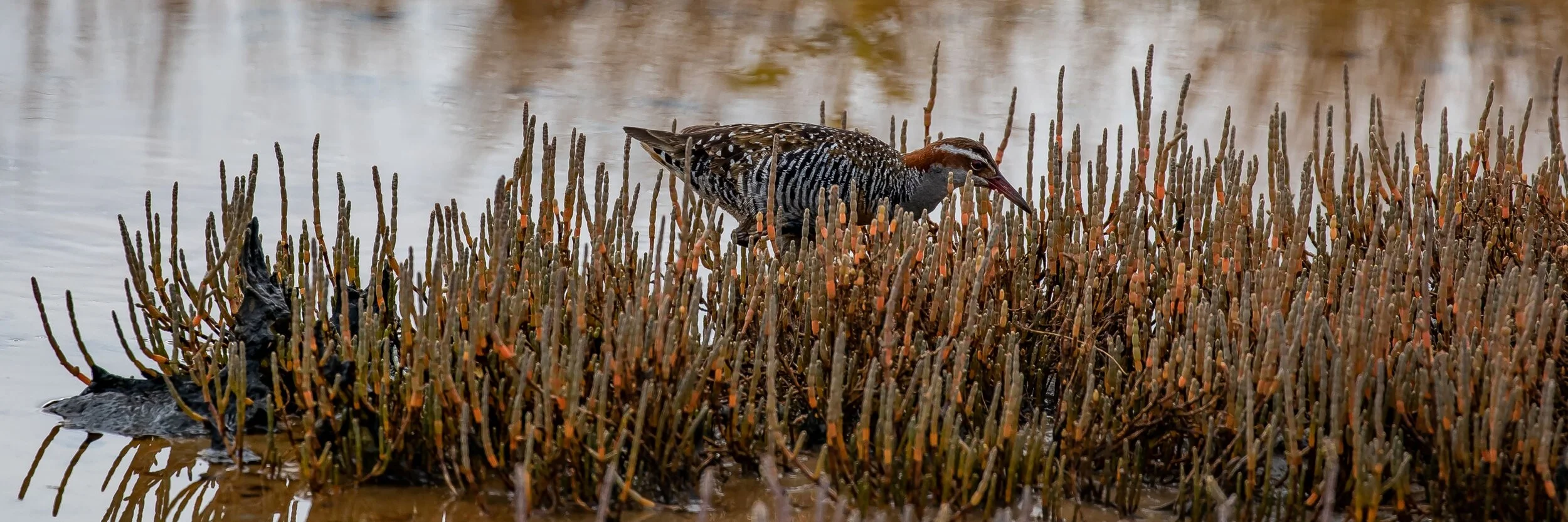 Banded Rail,Mohu-pereru,-5439.jpg