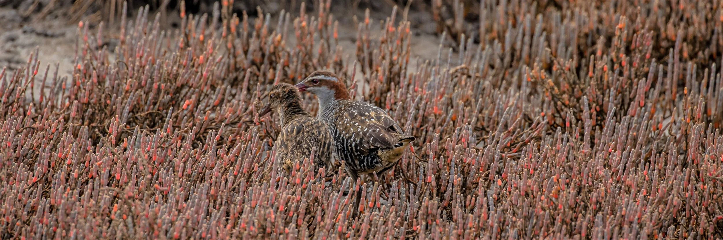 Banded Rail,Mohu-pereru,-5491 (2).jpg