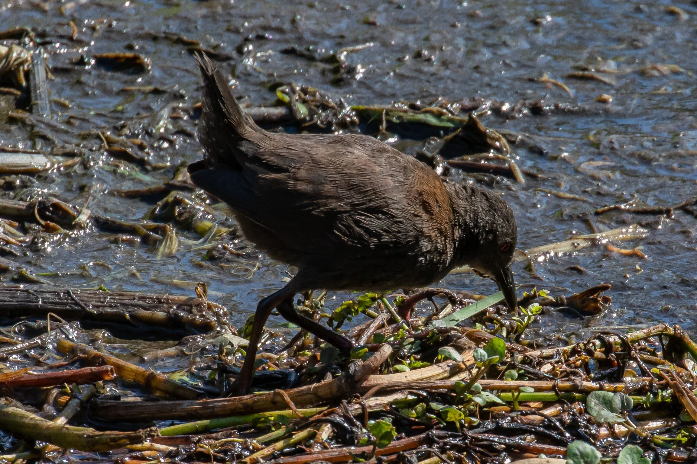 Spotless Crake,Puweto,-0254 (2).jpg