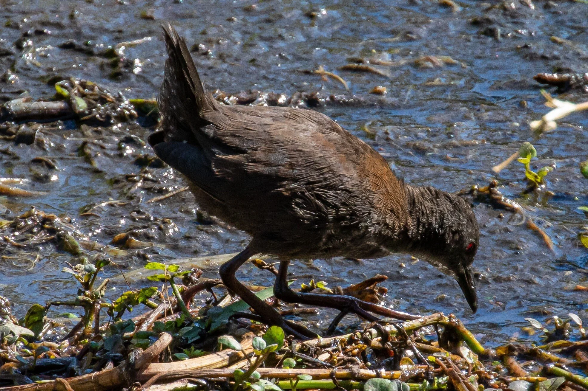 Spotless Crake,Puweto,-0258 (3).jpg