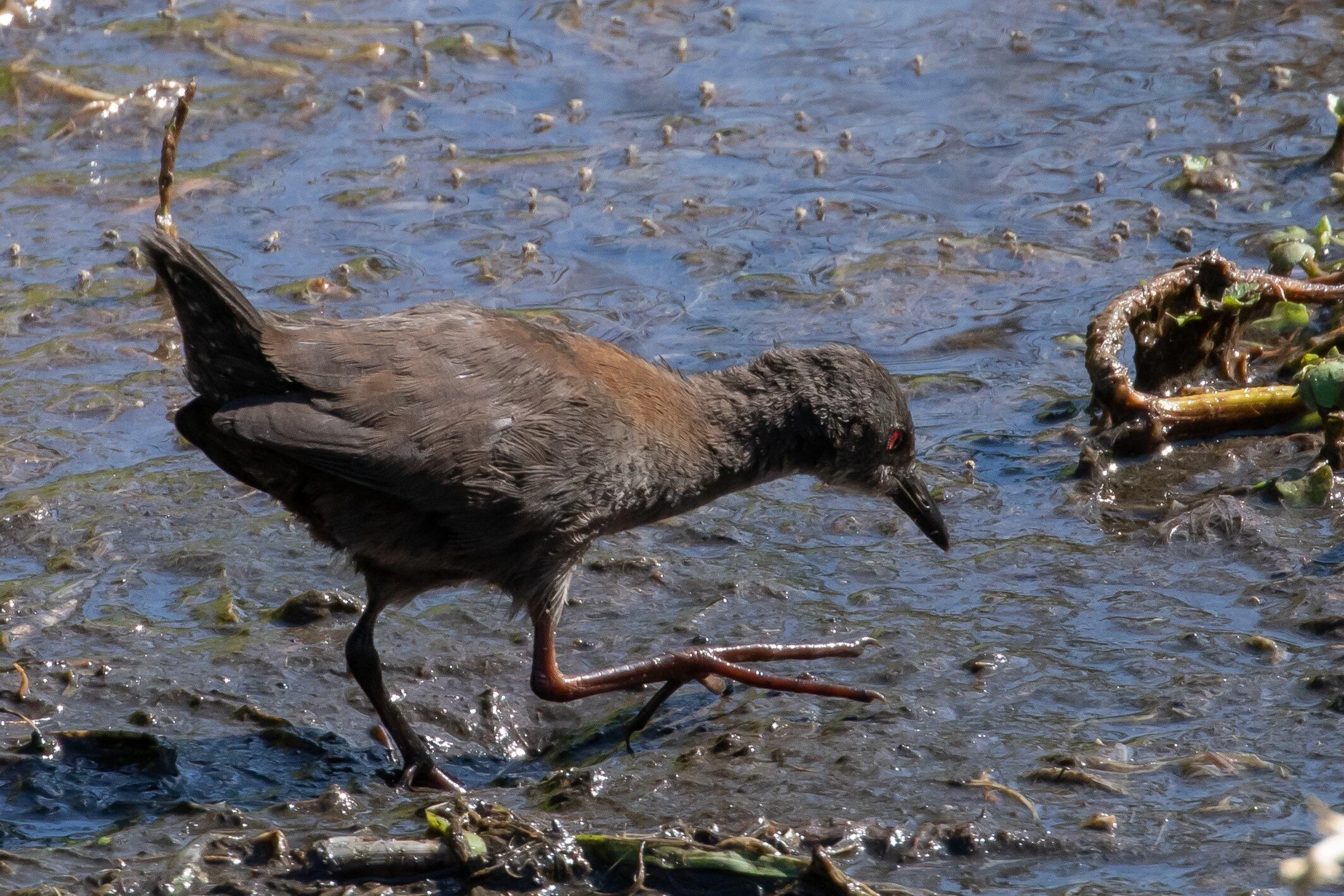 Spotless Crake,Puweto,-0264 (2).jpg