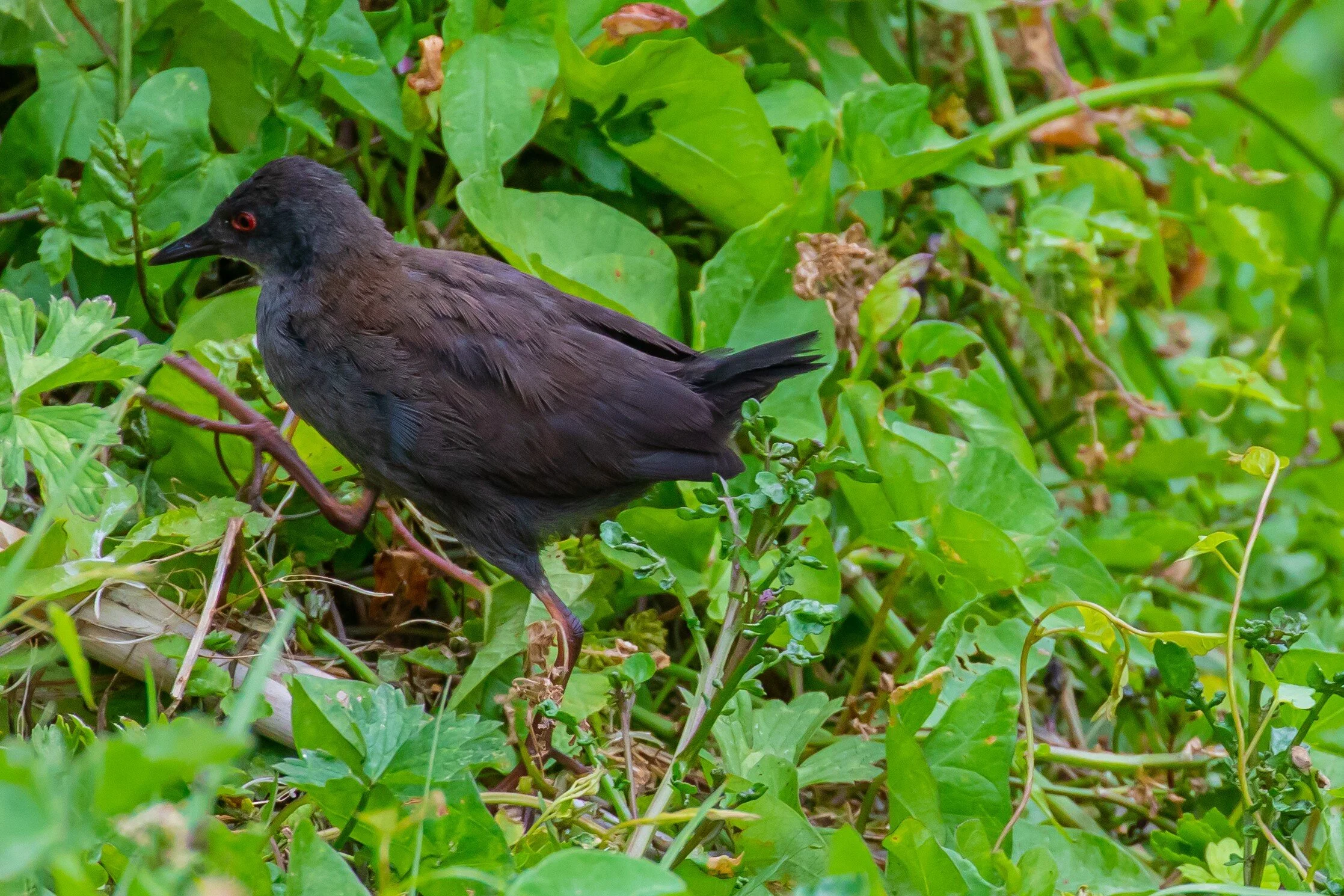 Spotless Crake,Puweto,-9424 (2).jpg