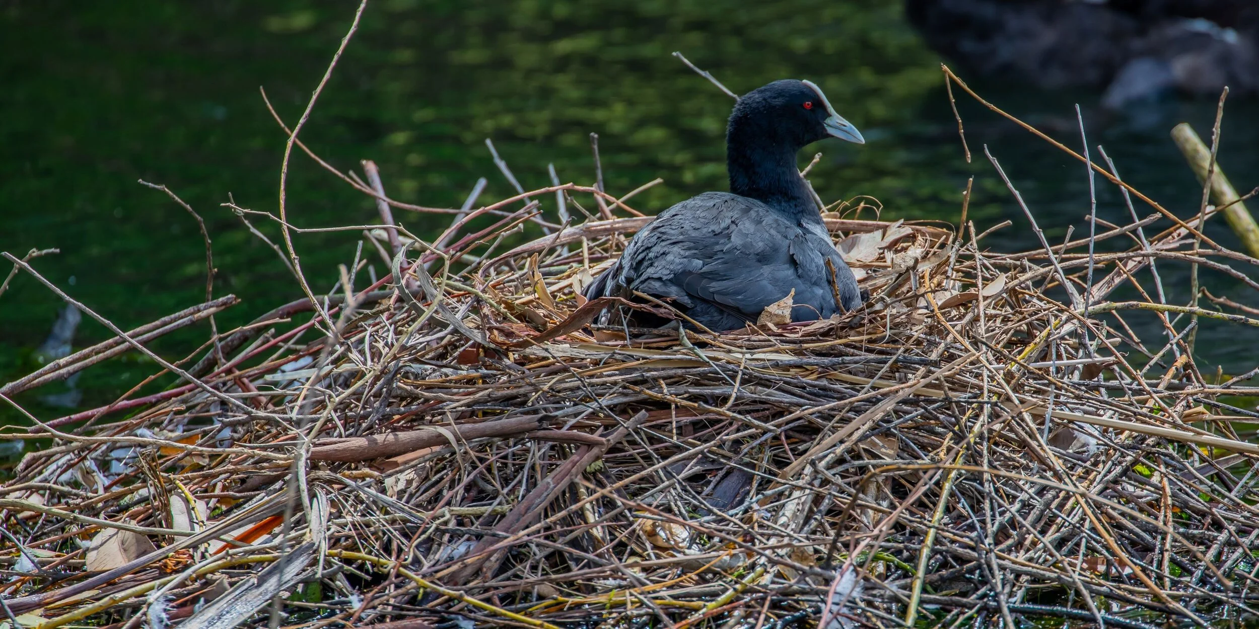 Australian Coot,-1421.jpg