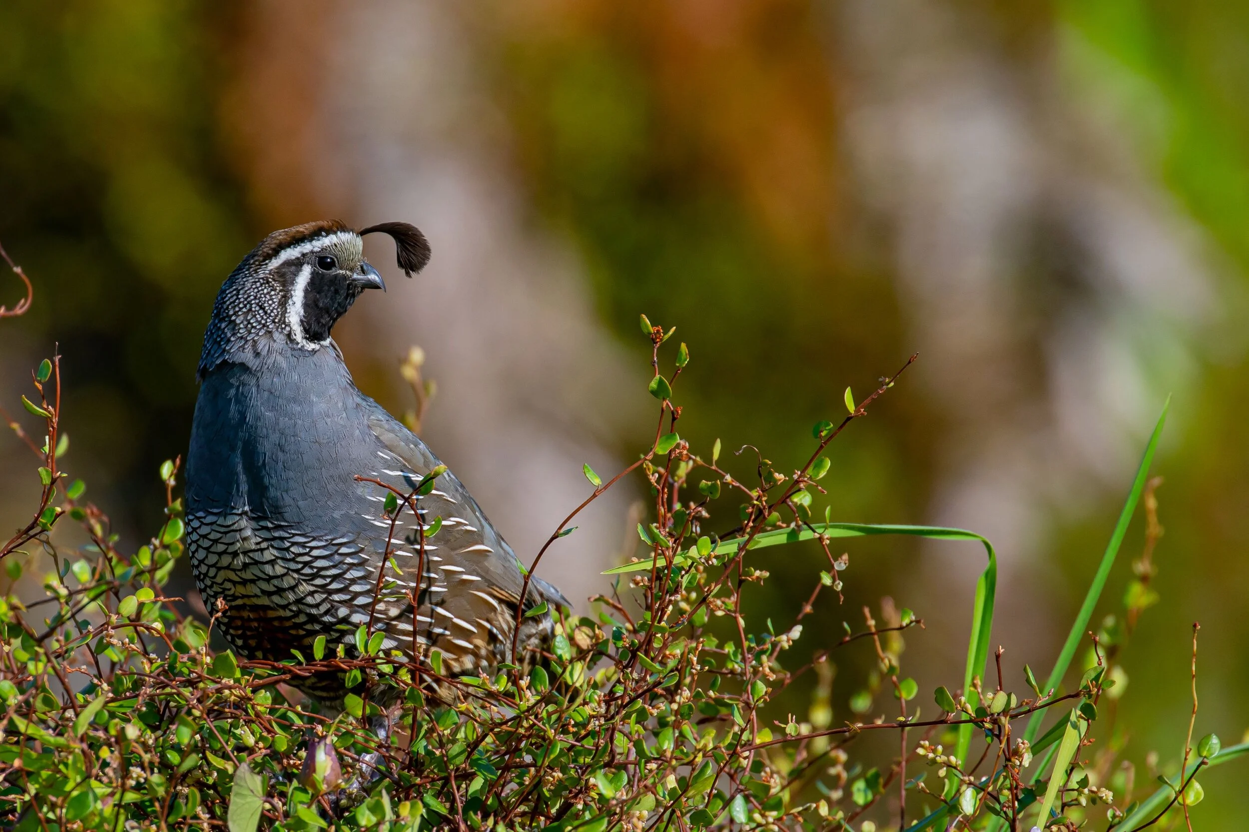 Californian Quail,-7120.jpg