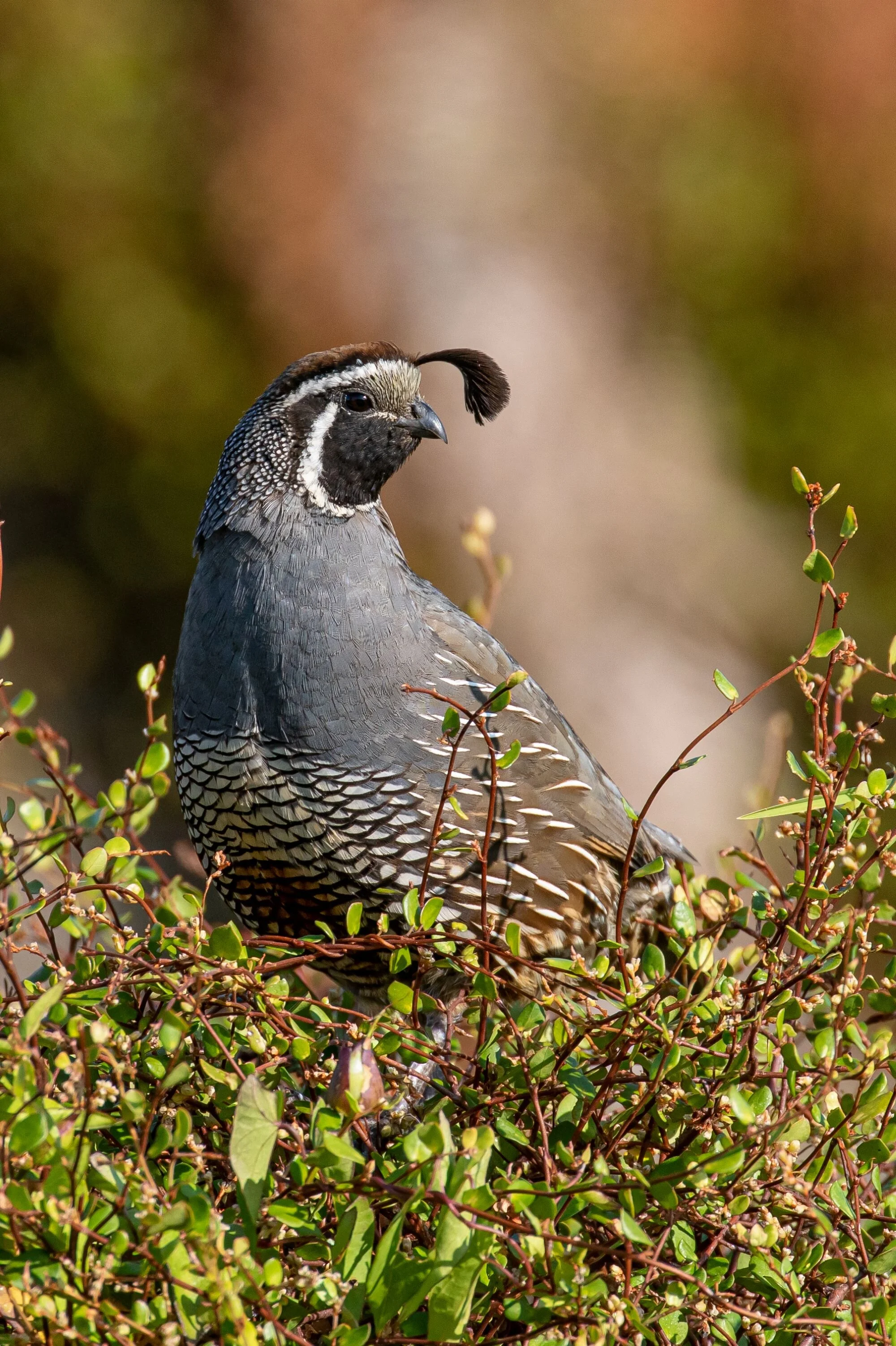 Californian Quail,-7121.jpg