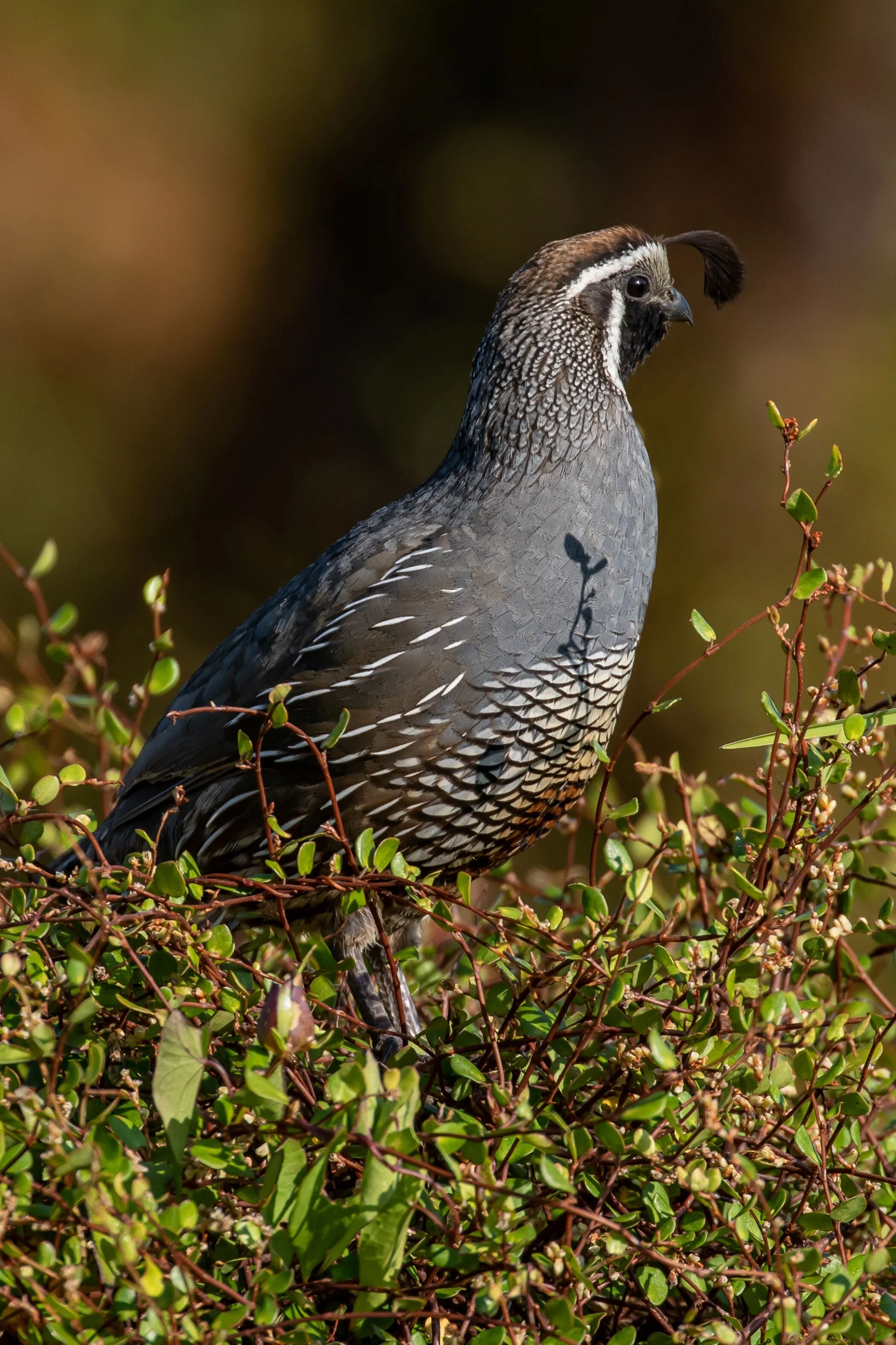 Californian Quail,-7128.jpg