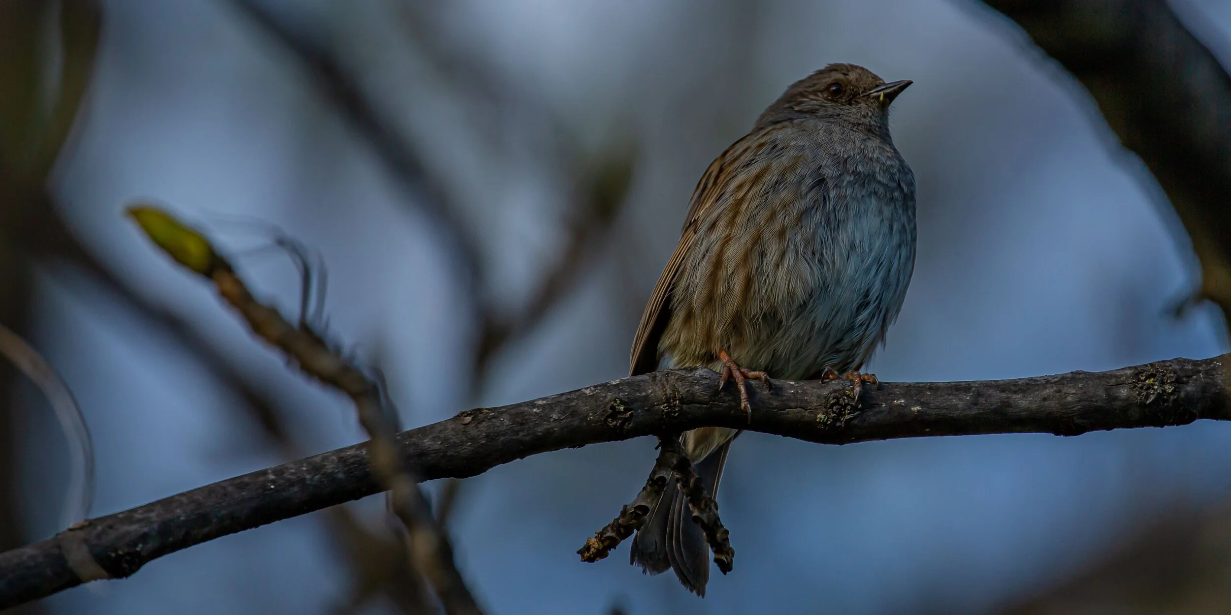 Dunnock,Otago,Lake Wanaka,-9004.jpg