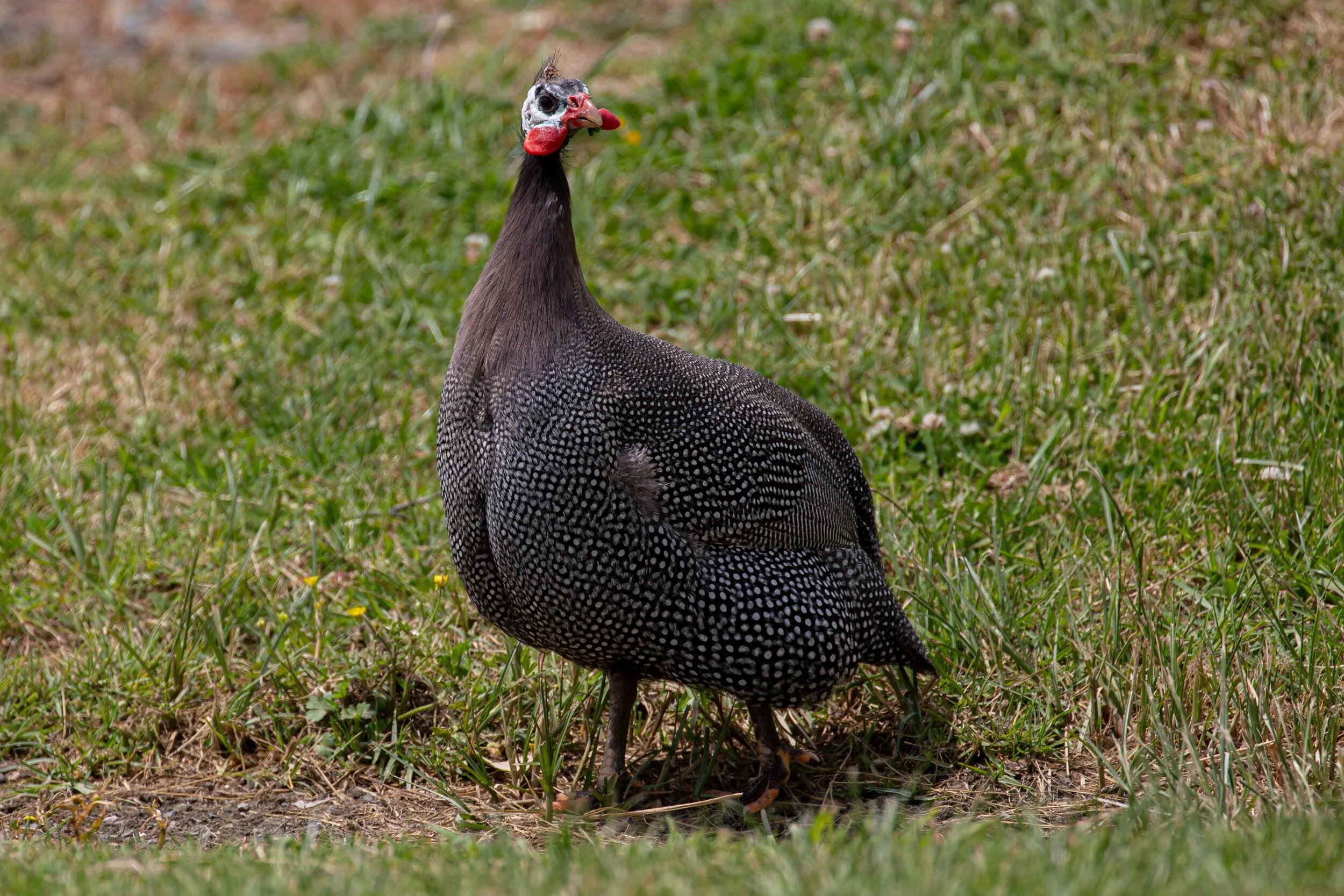 Guinea Fowl,-0362.jpg