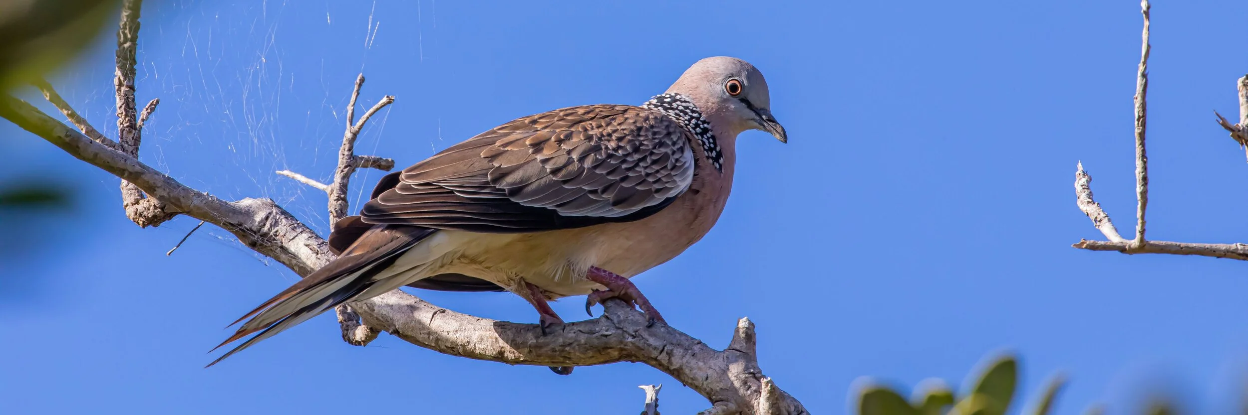 Spotted Dove,-8183.jpg