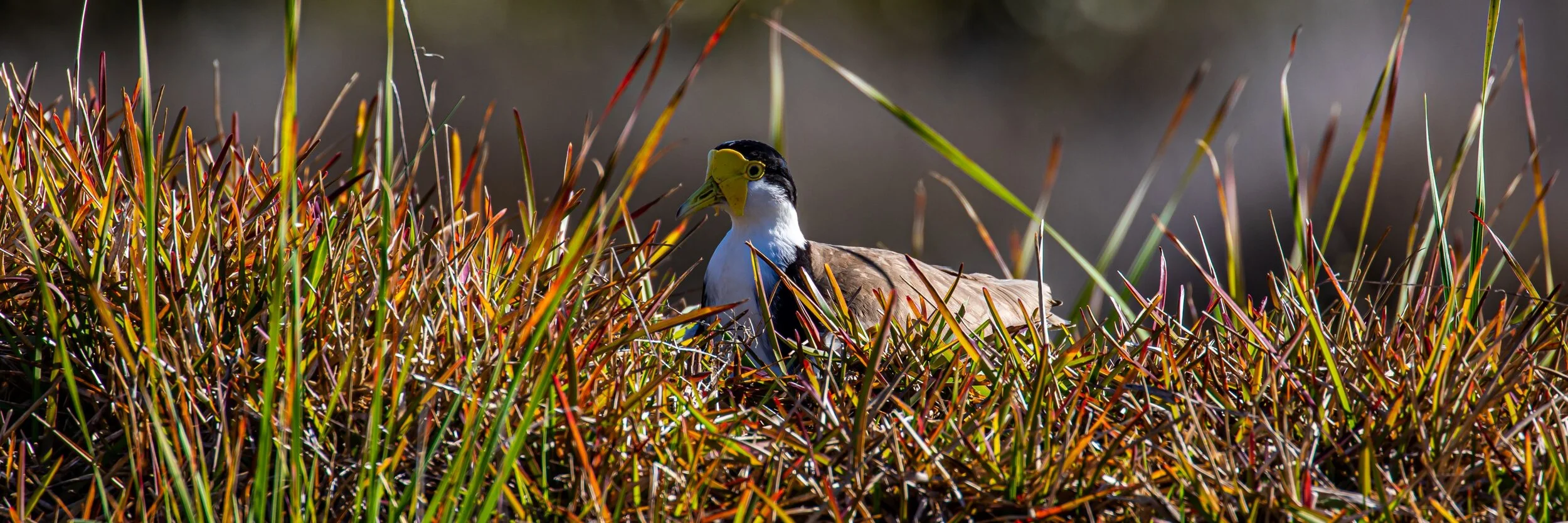 Spur Winged Plover,-8931.jpg