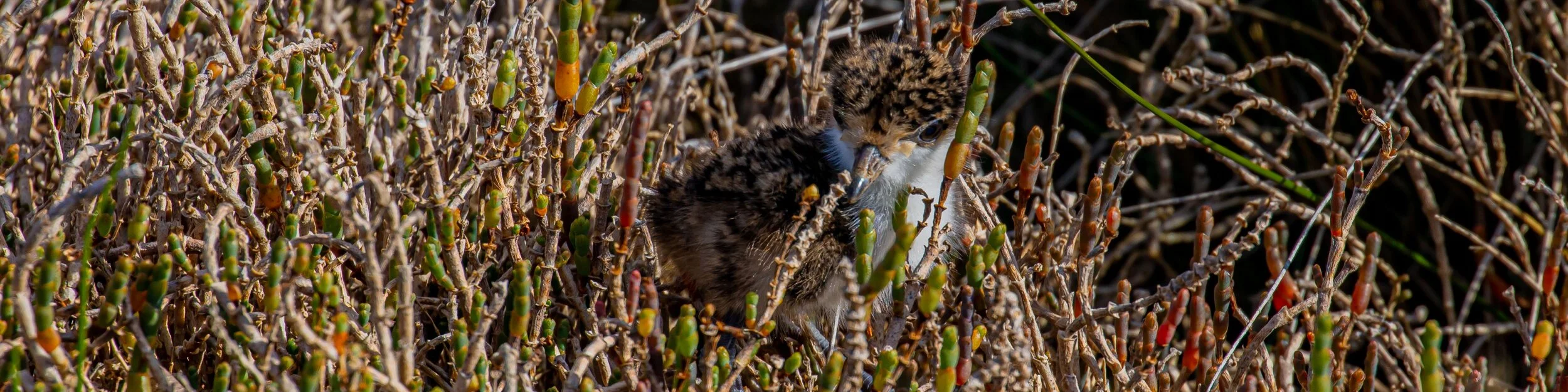 Spur-Winged Plover,-9864.jpg