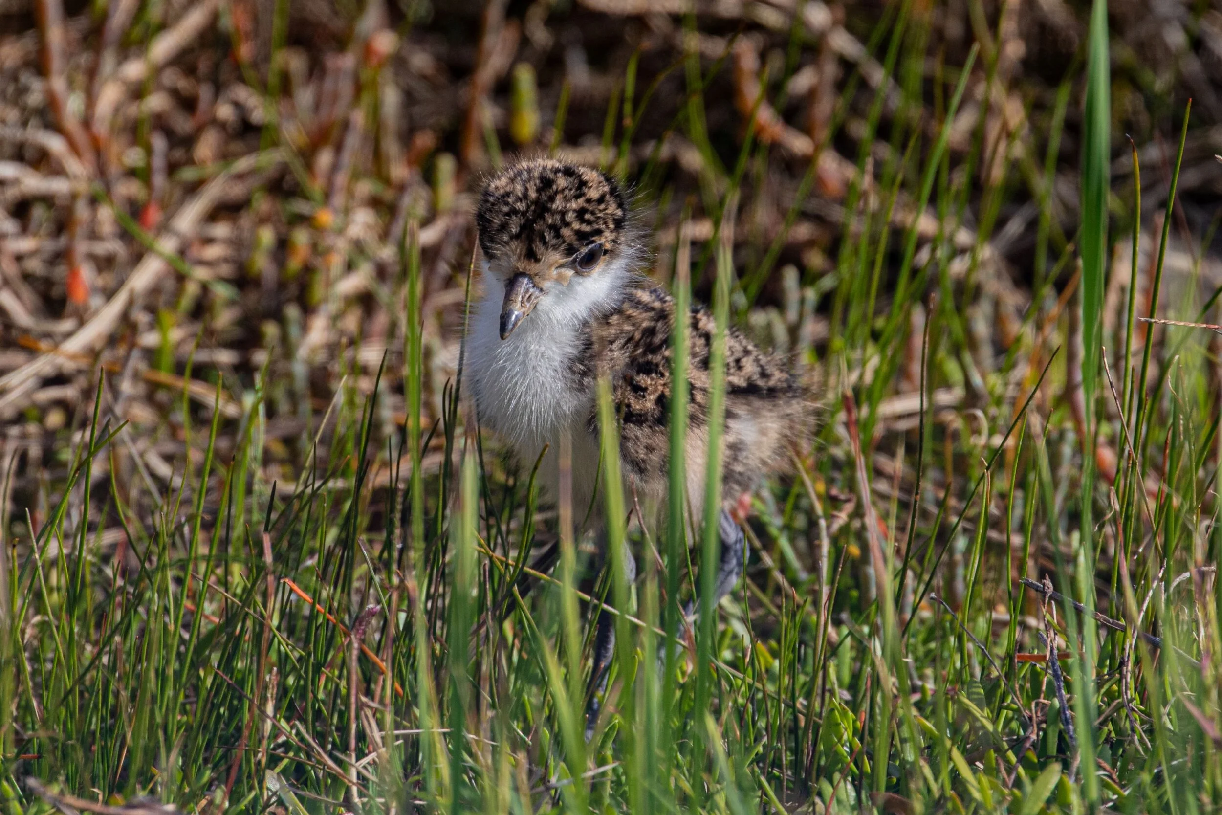 Spur-Winged Plover,-9892.jpg