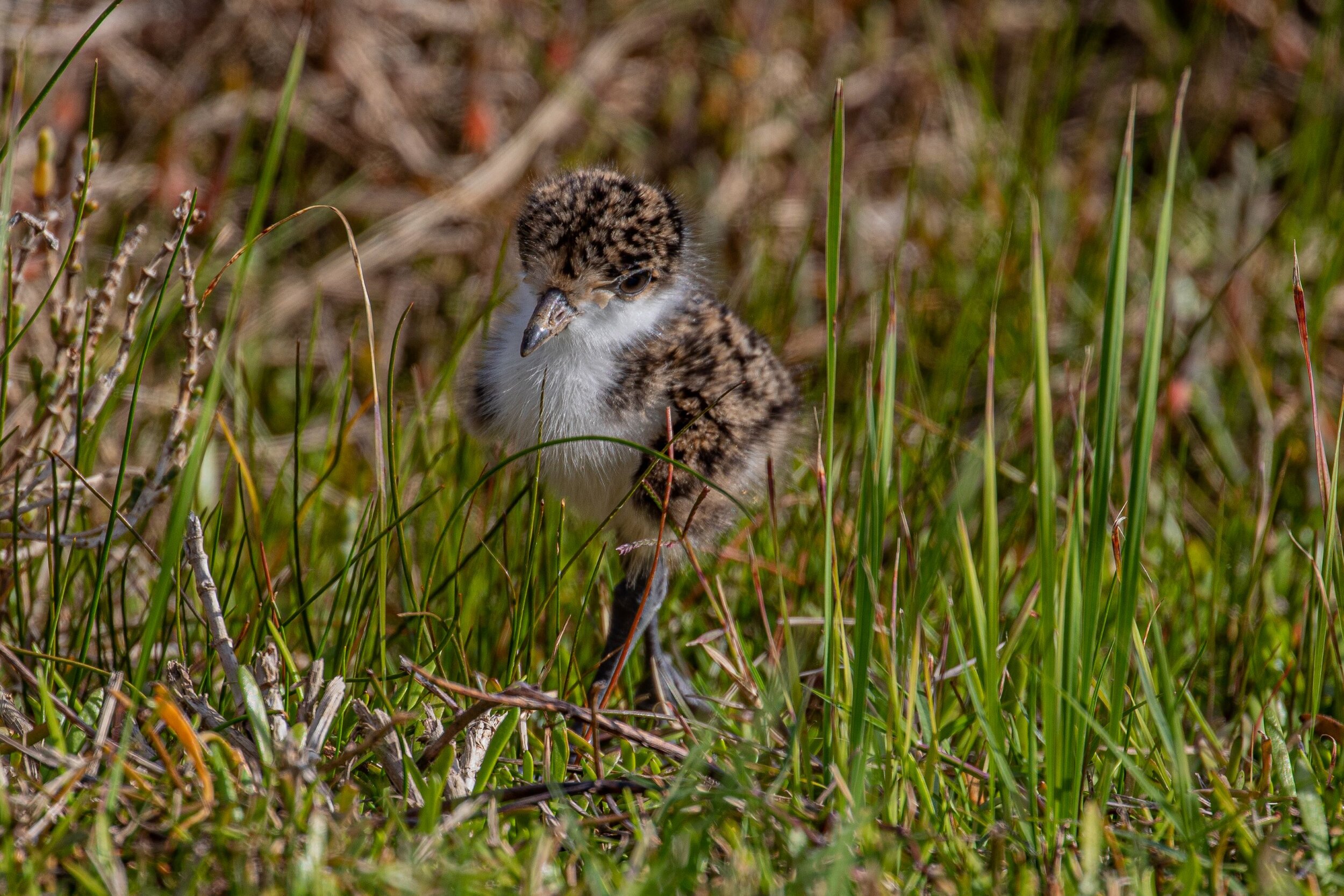 Spur-Winged Plover,-9905.jpg