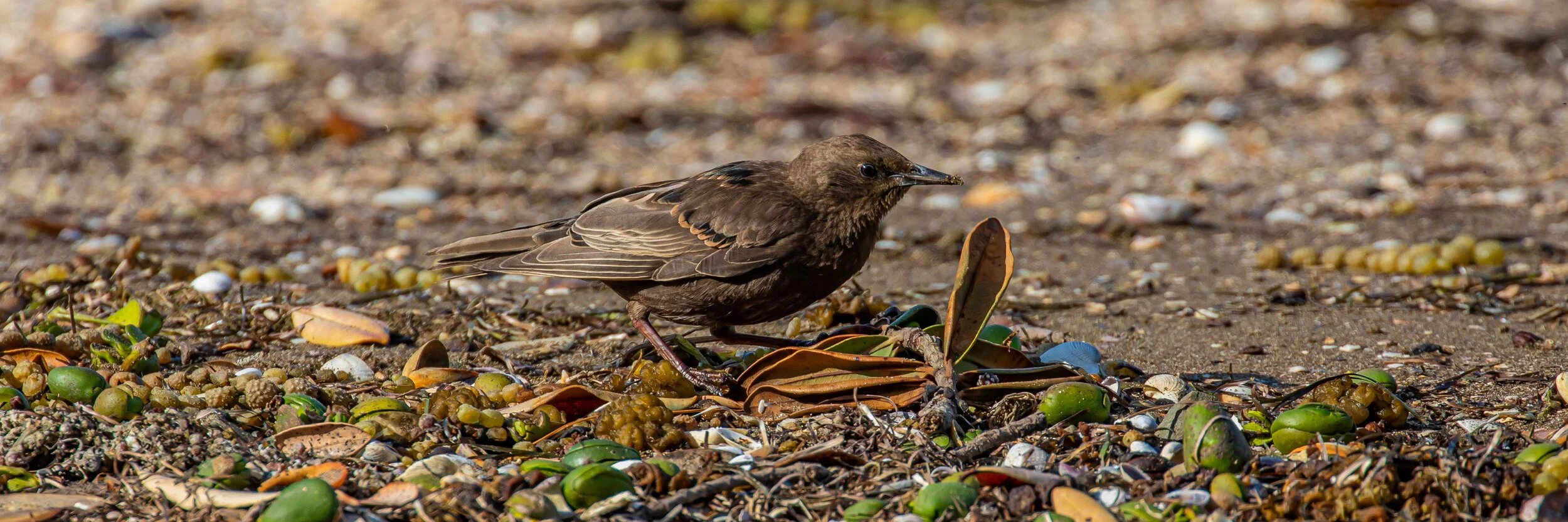 Starling,Juvenile,-7499.jpg