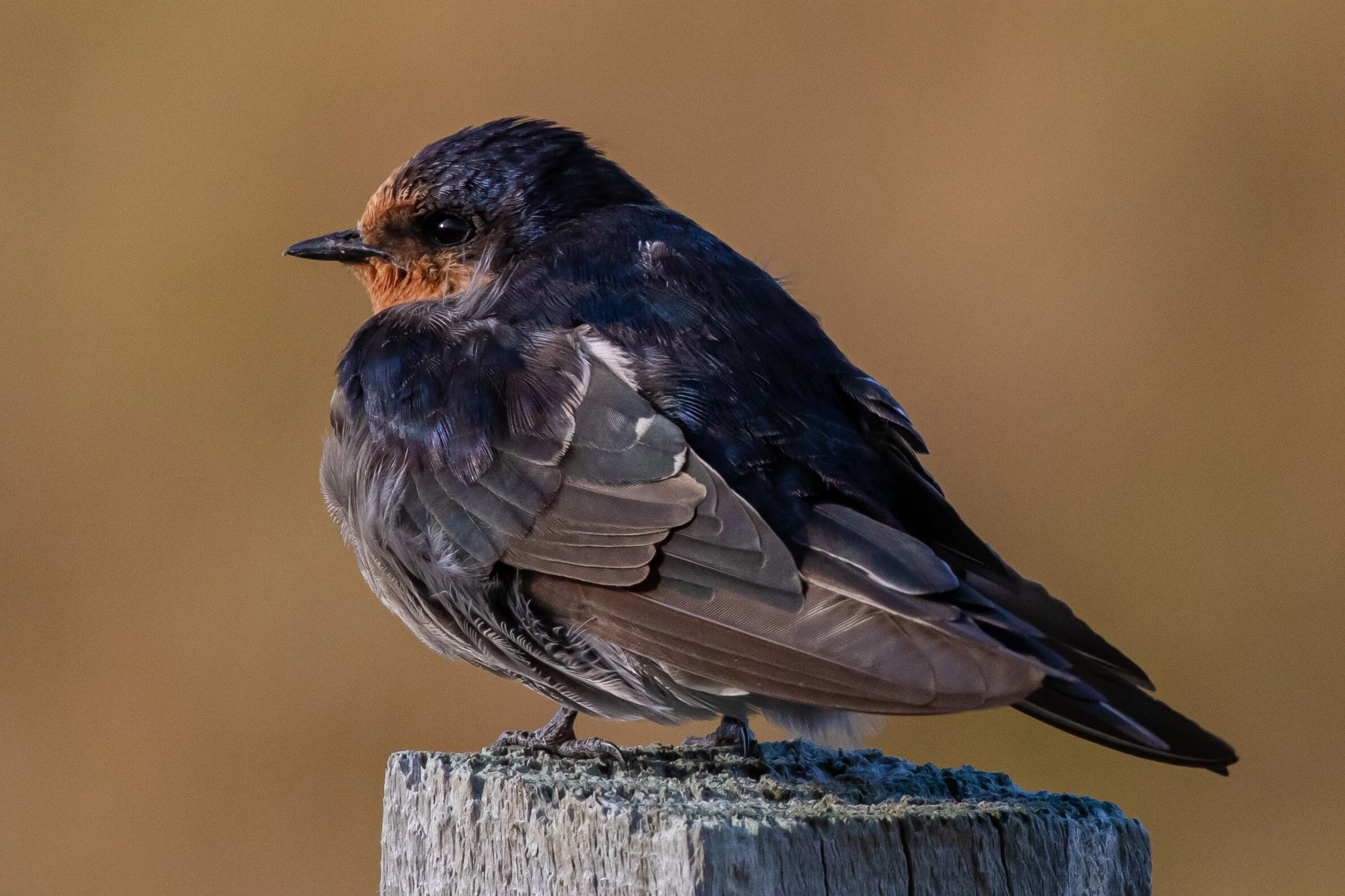 Swallow,-8609 (3).jpg