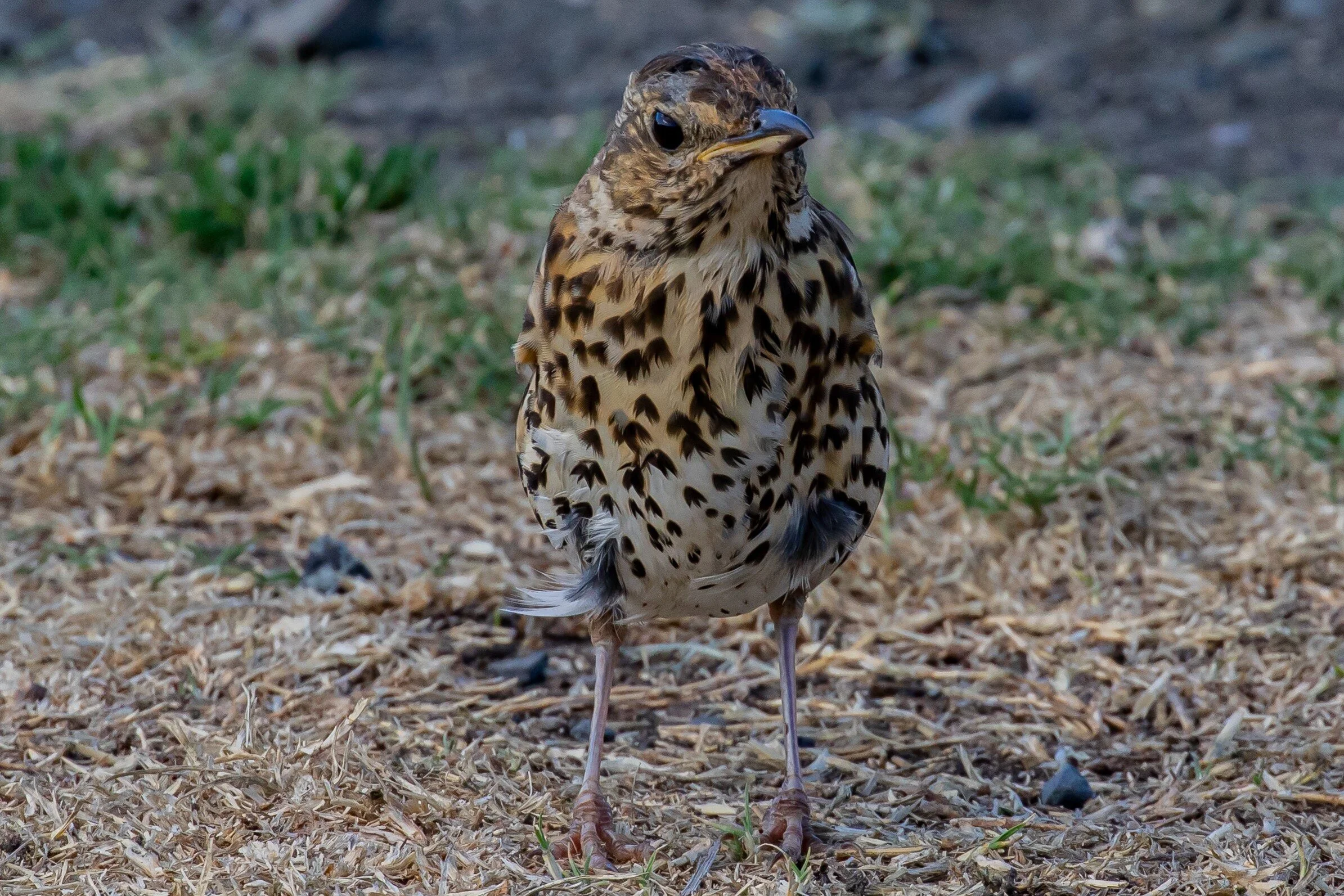 Thrush,-9985 (3).jpg
