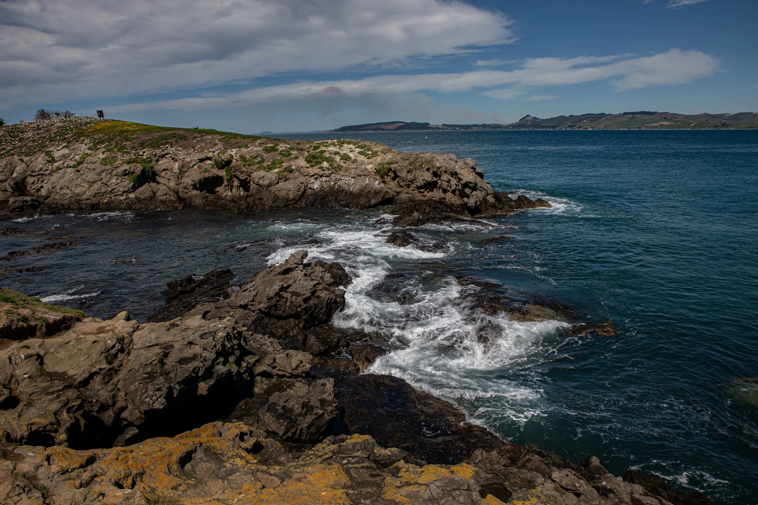 Otago,Katiki Point,-2854.jpg