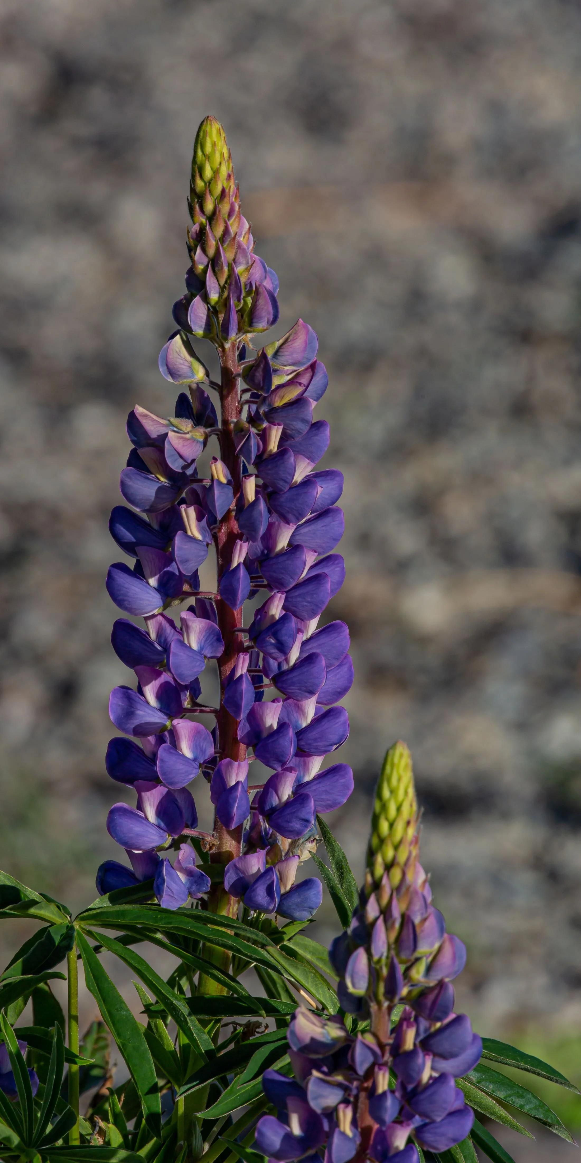 Otago,Lake Wanaka,-9131.jpg